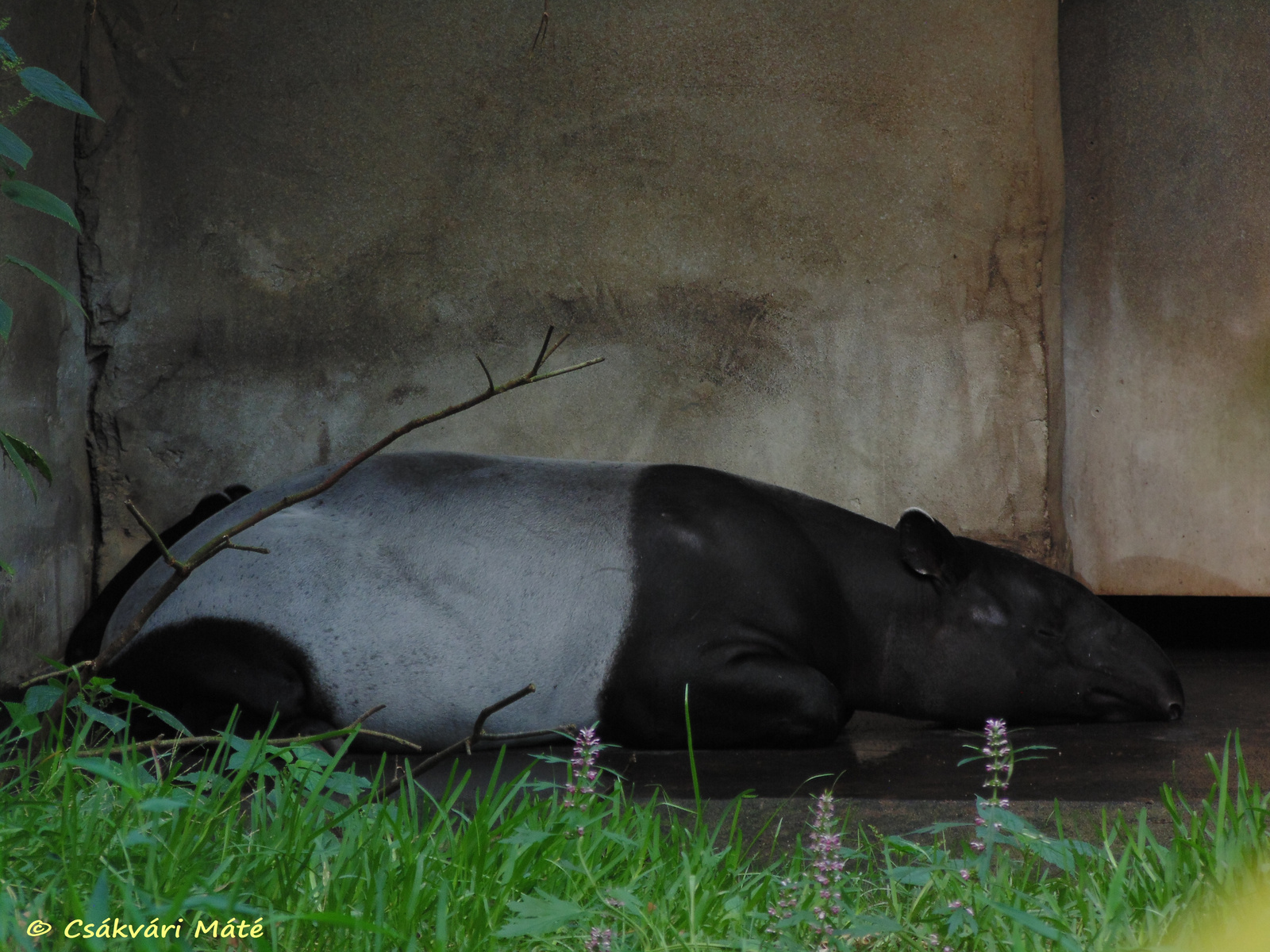 Tapirus indicus