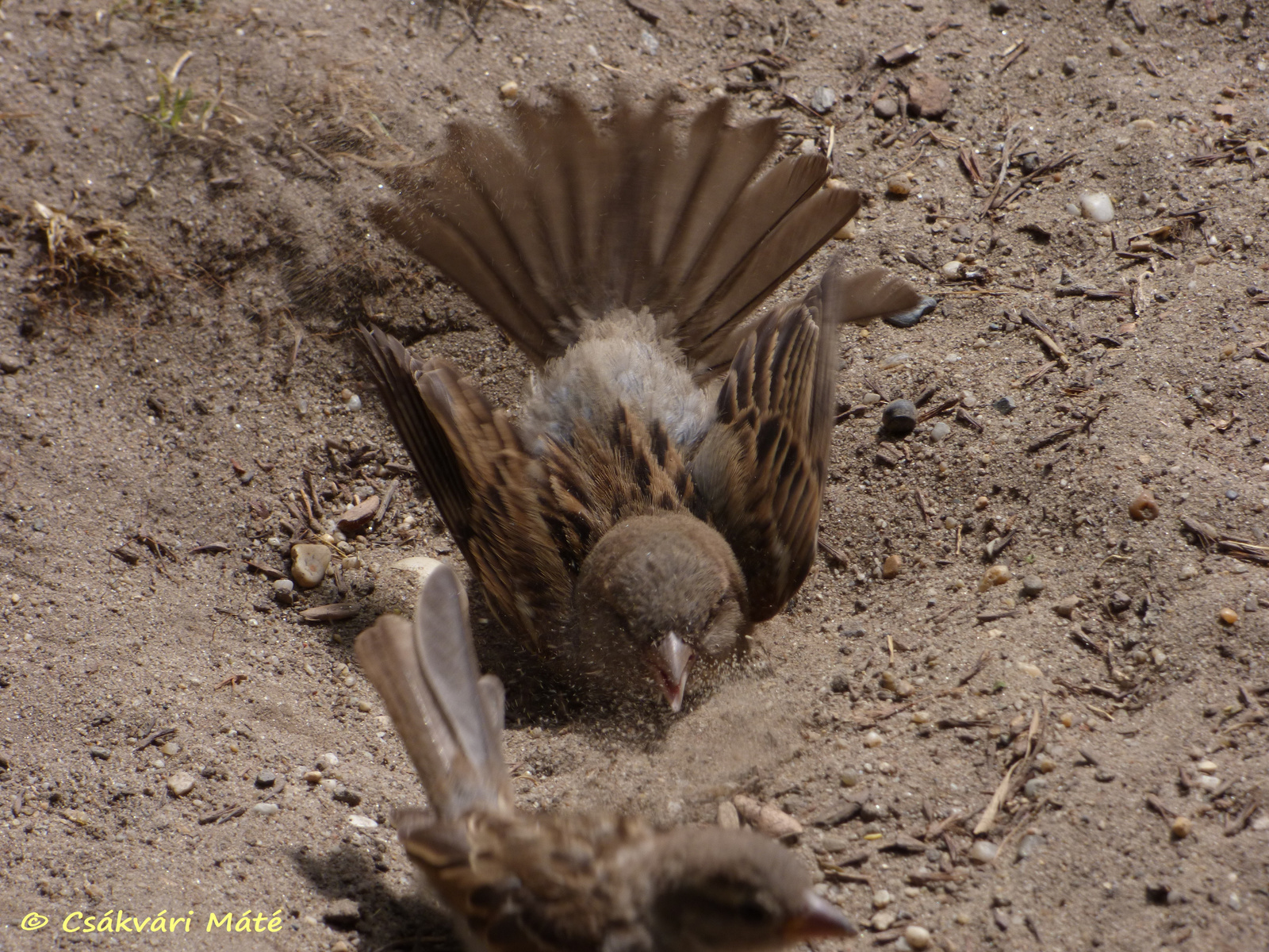 Passer domesticus