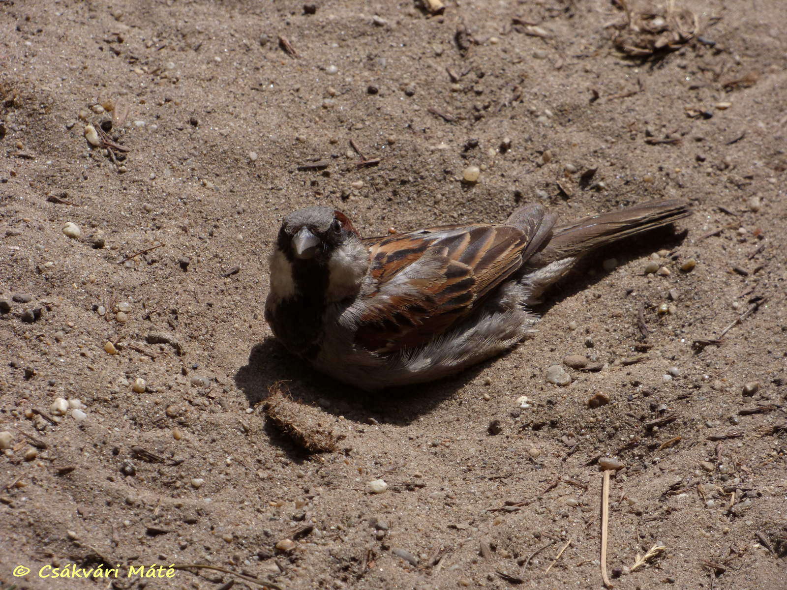 Passer domesticus