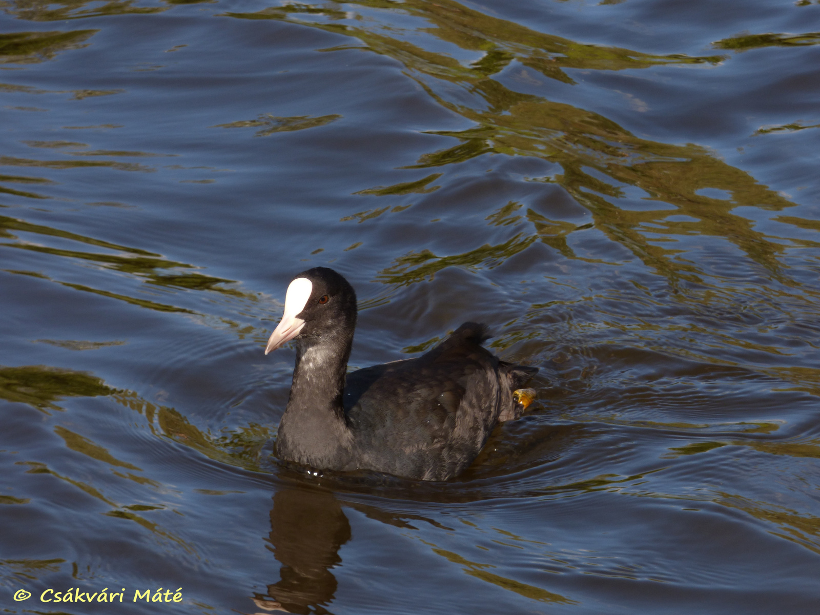 Fulica atra