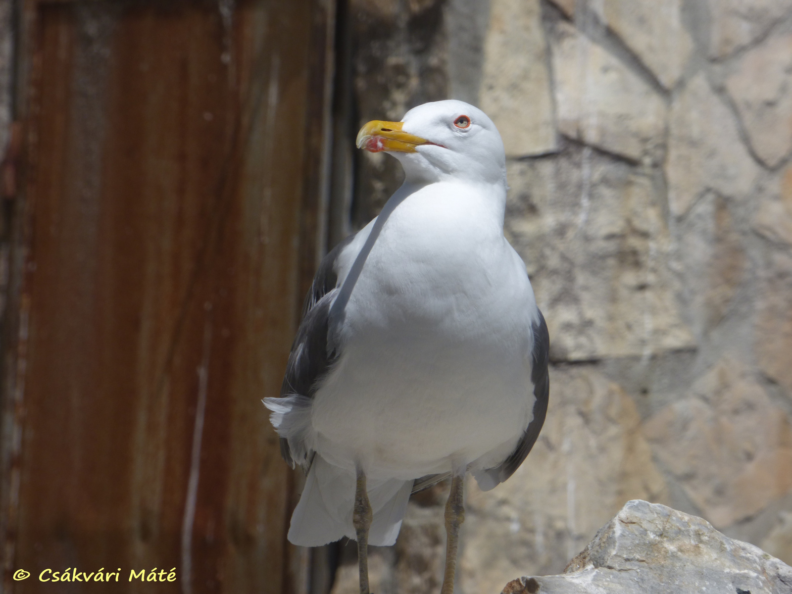 Larus michahellis