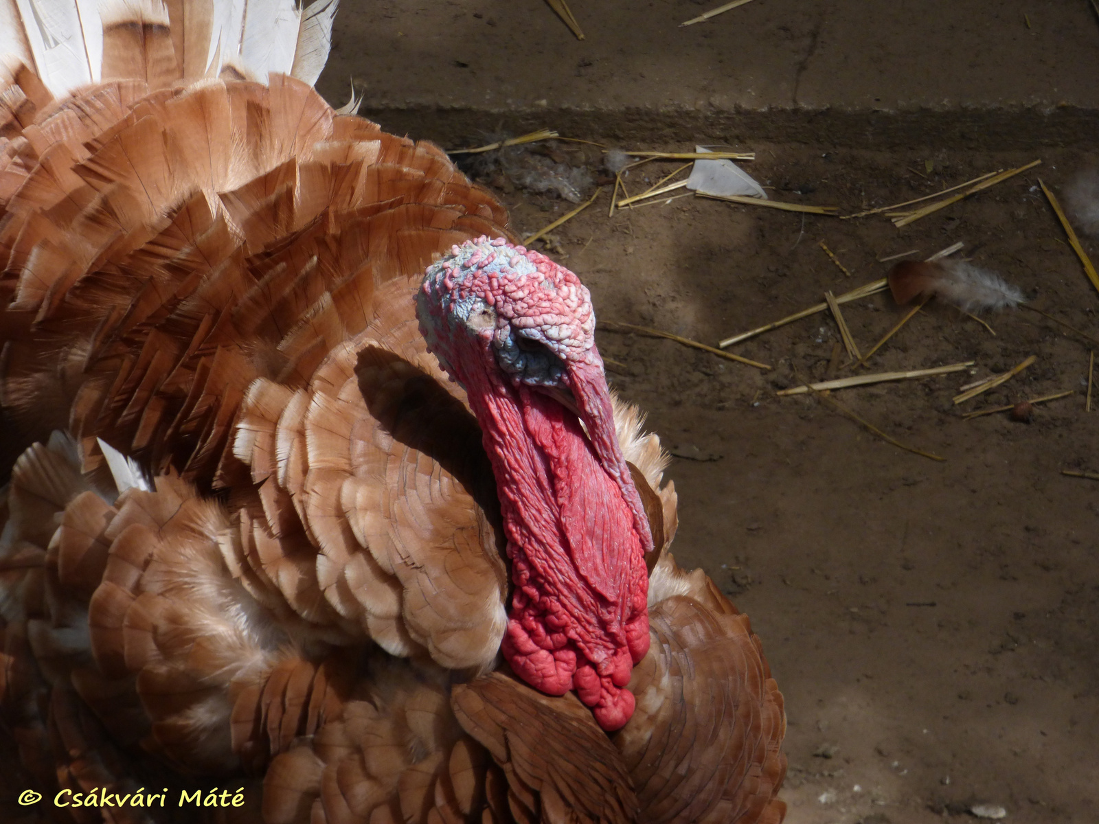 Meleagris gallopavo domesticus