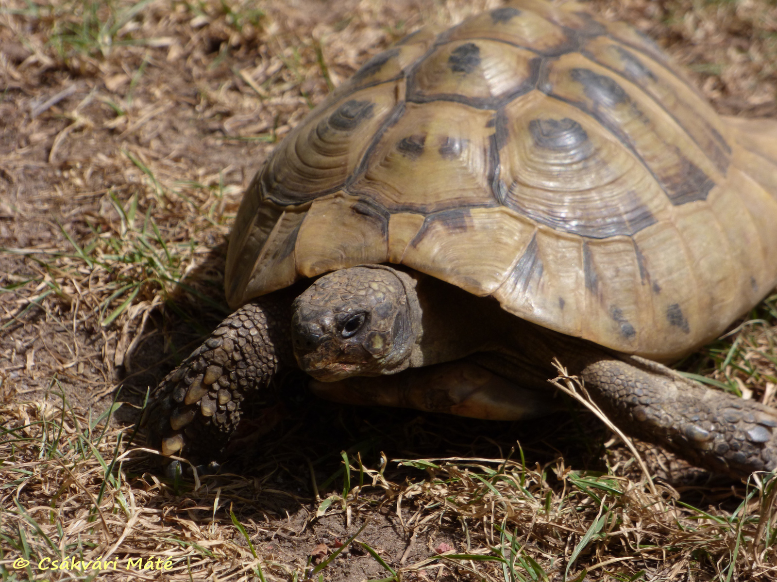 Testudo hermanni