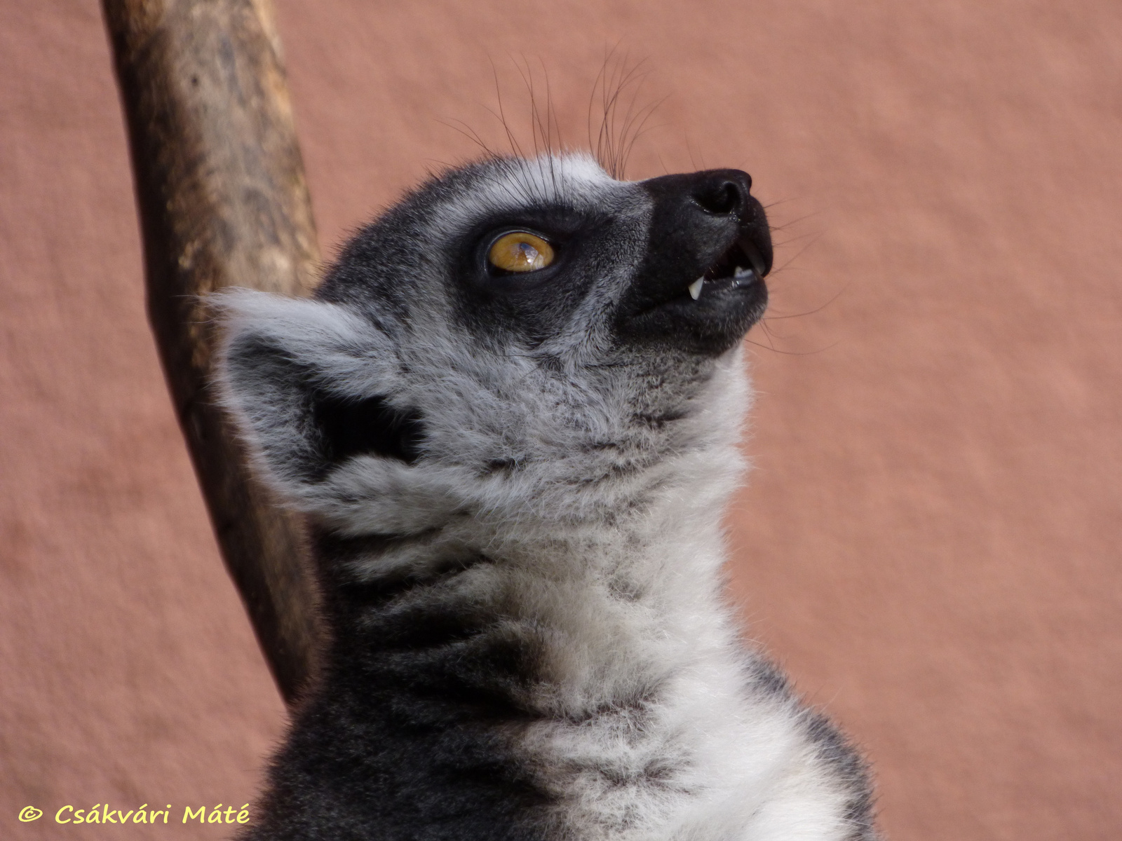 Lemur catta