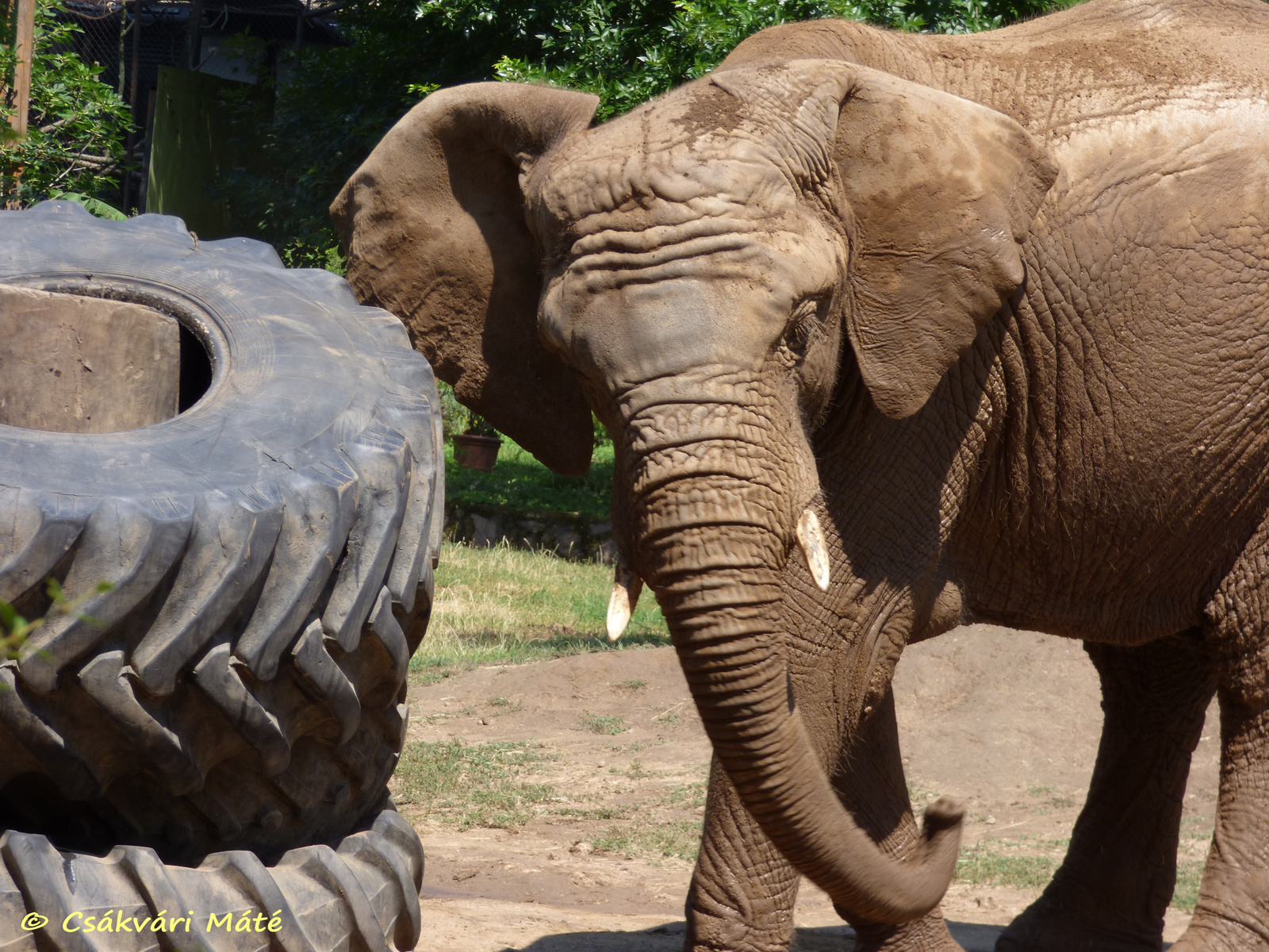 Loxodonta africana