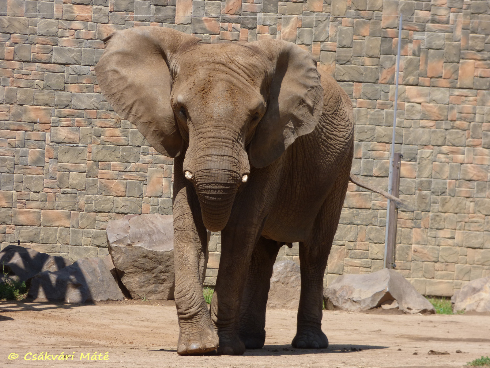 Loxodonta africana