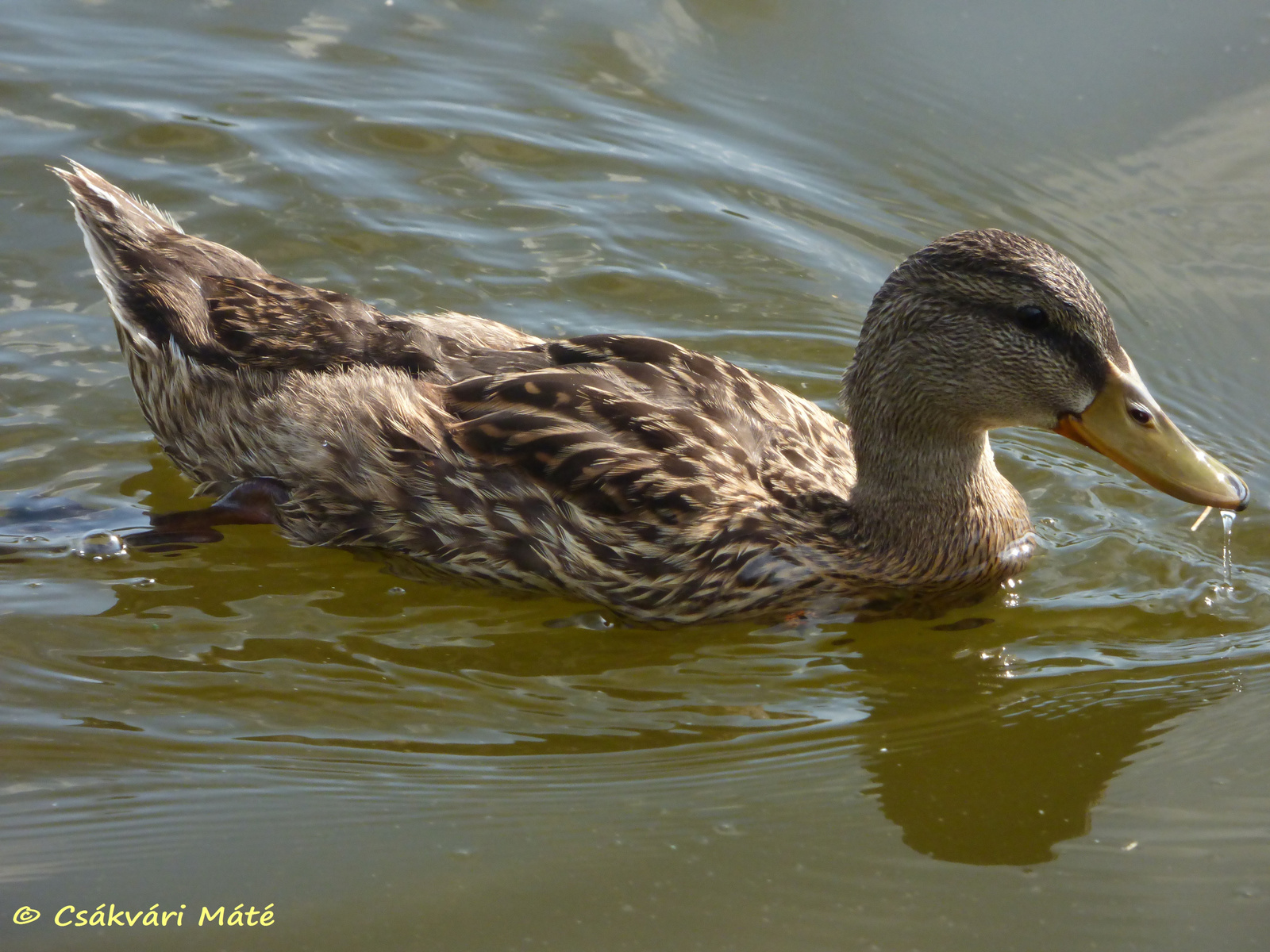 Anas platyrhynchos