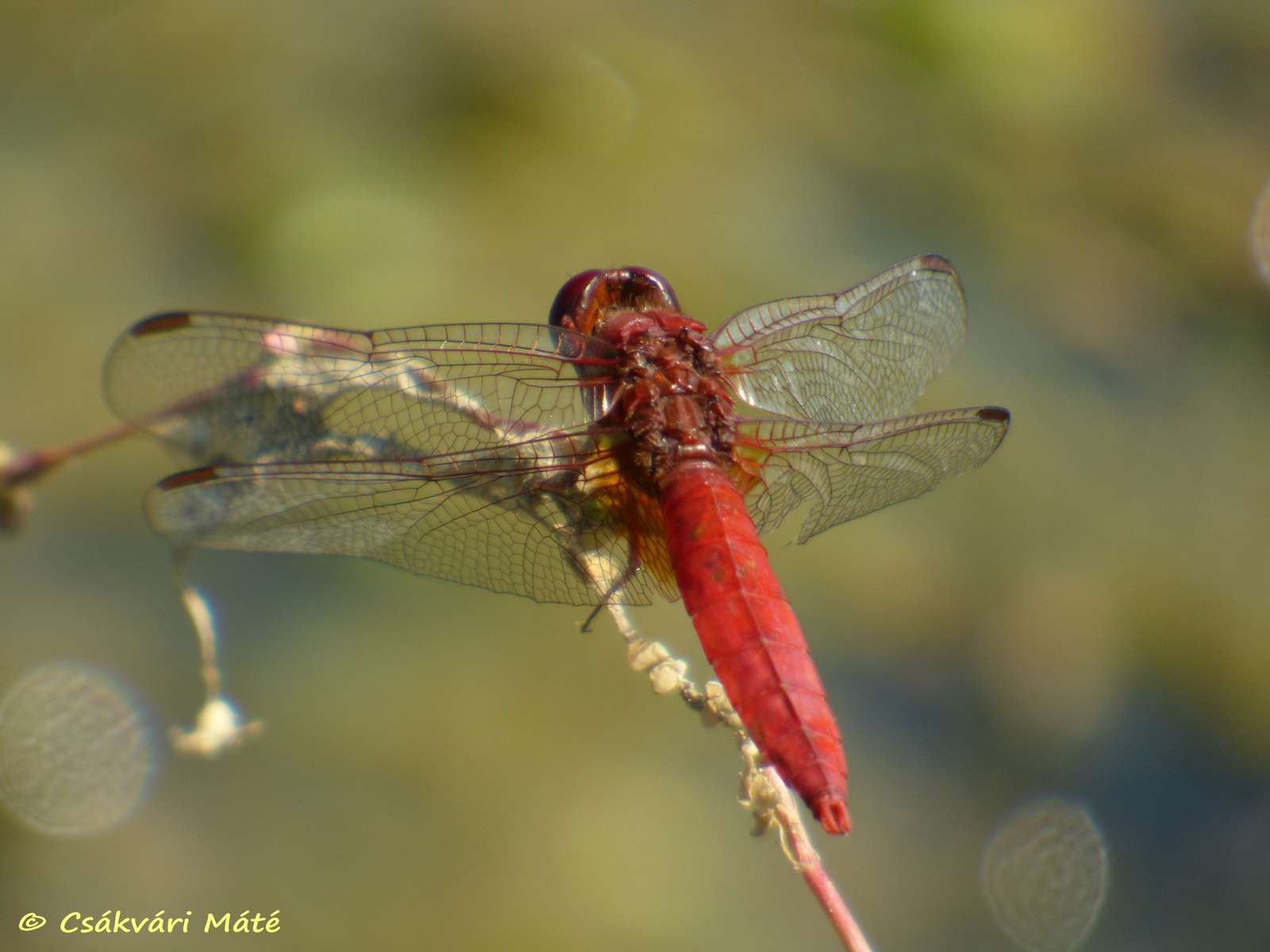 Sympetrum sanguineum