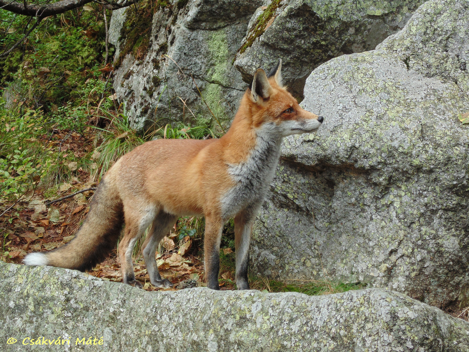 Vulpes vulpes