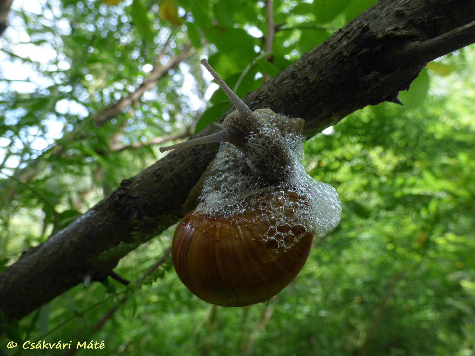 Helix pomatia