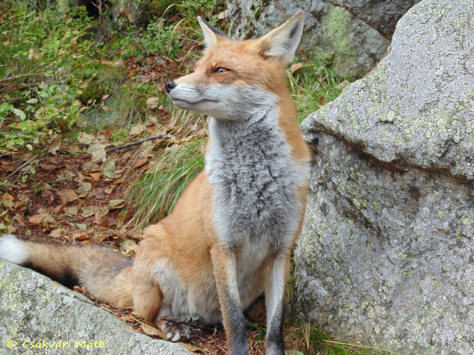 Vulpes vulpes