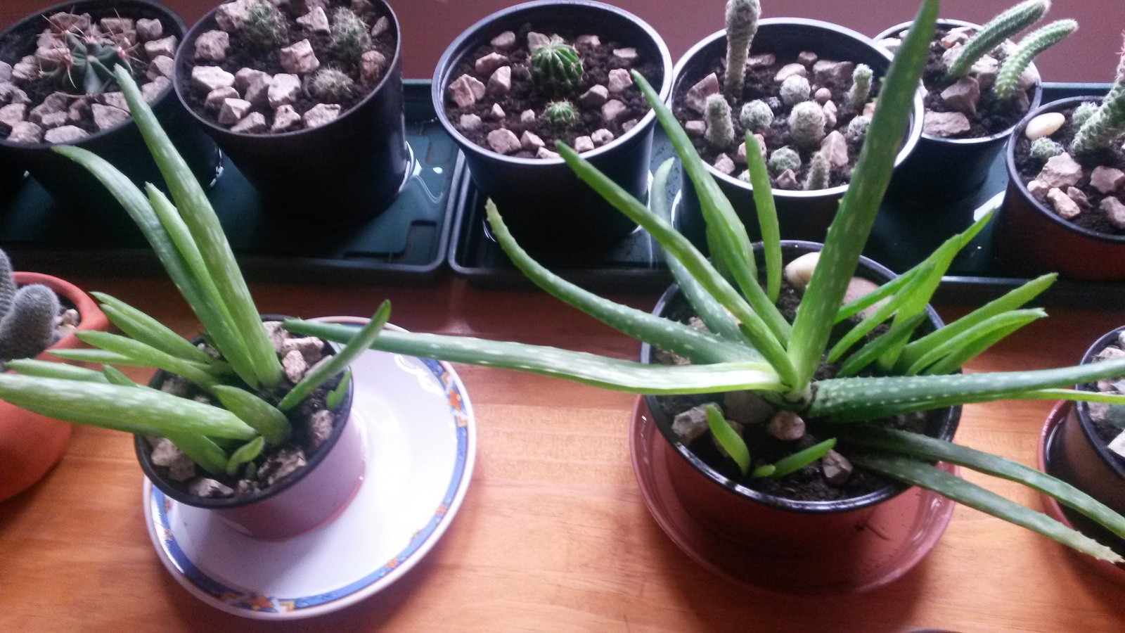 aloe veram,most :)