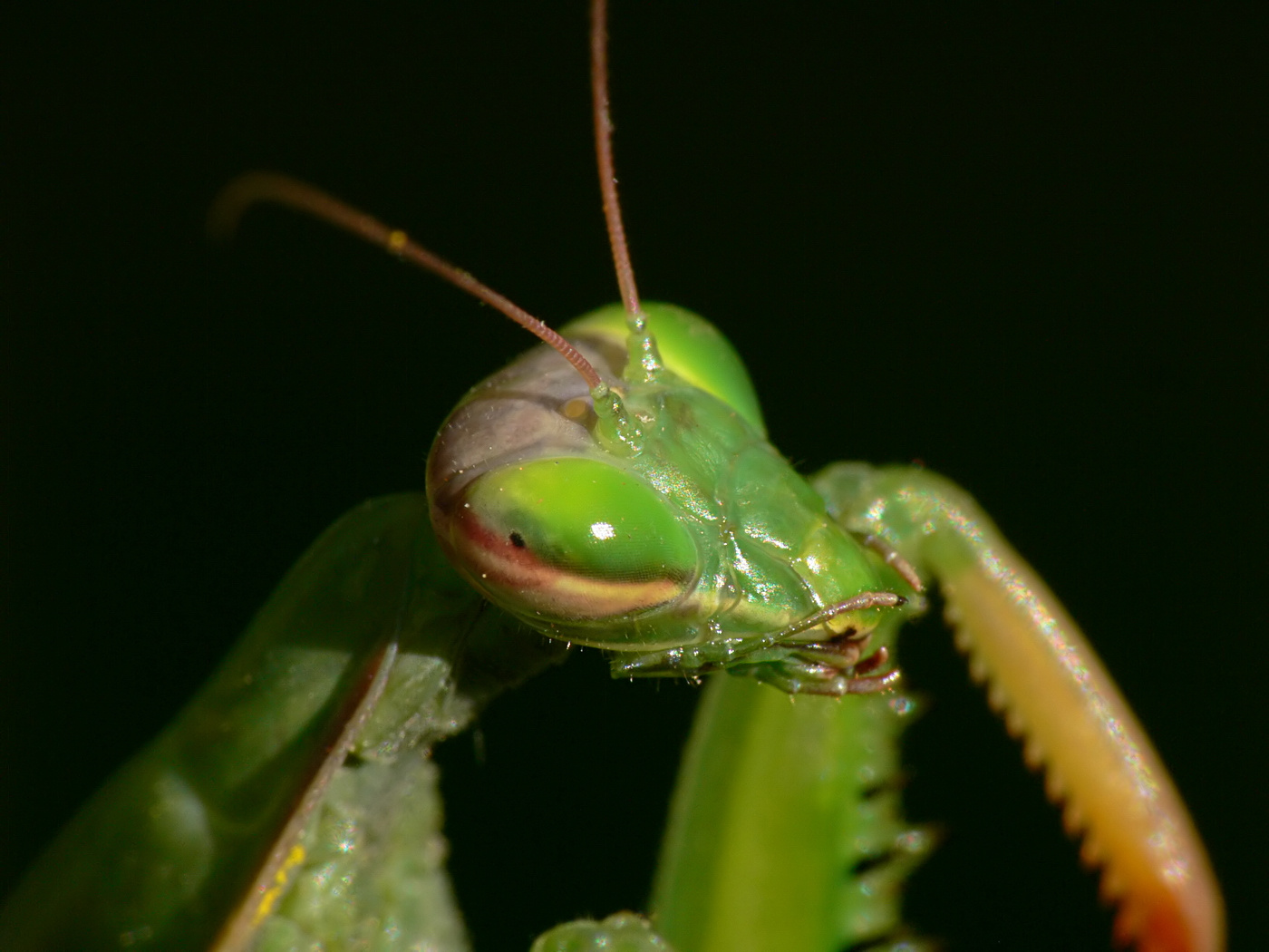 Imádkozó sáska (Mantis religiosa)