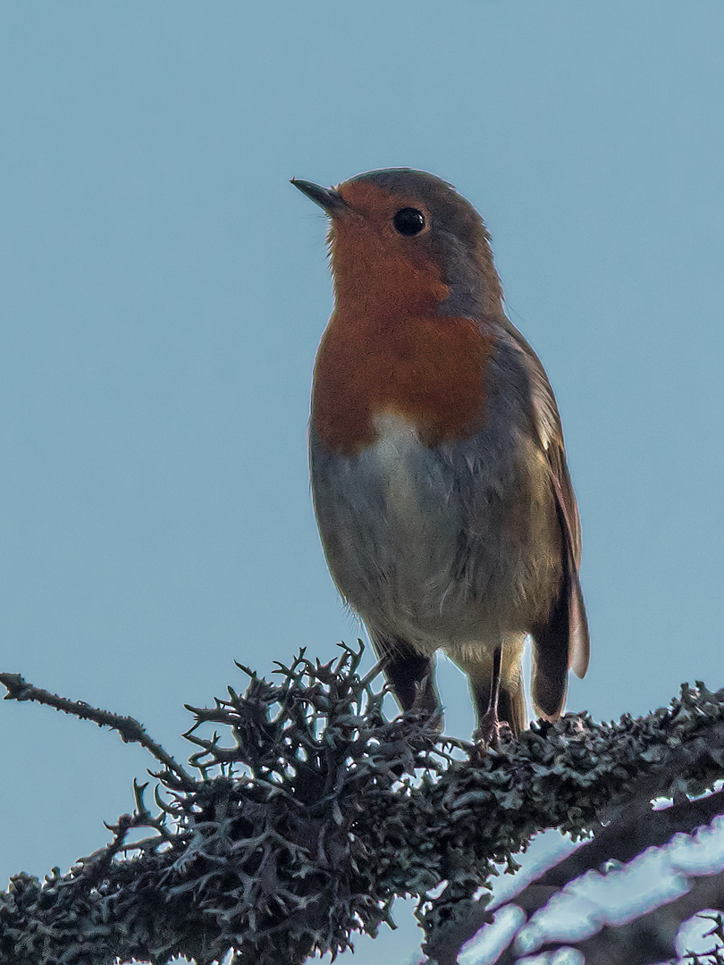 Vörösbegy (Erithacus rubecula)