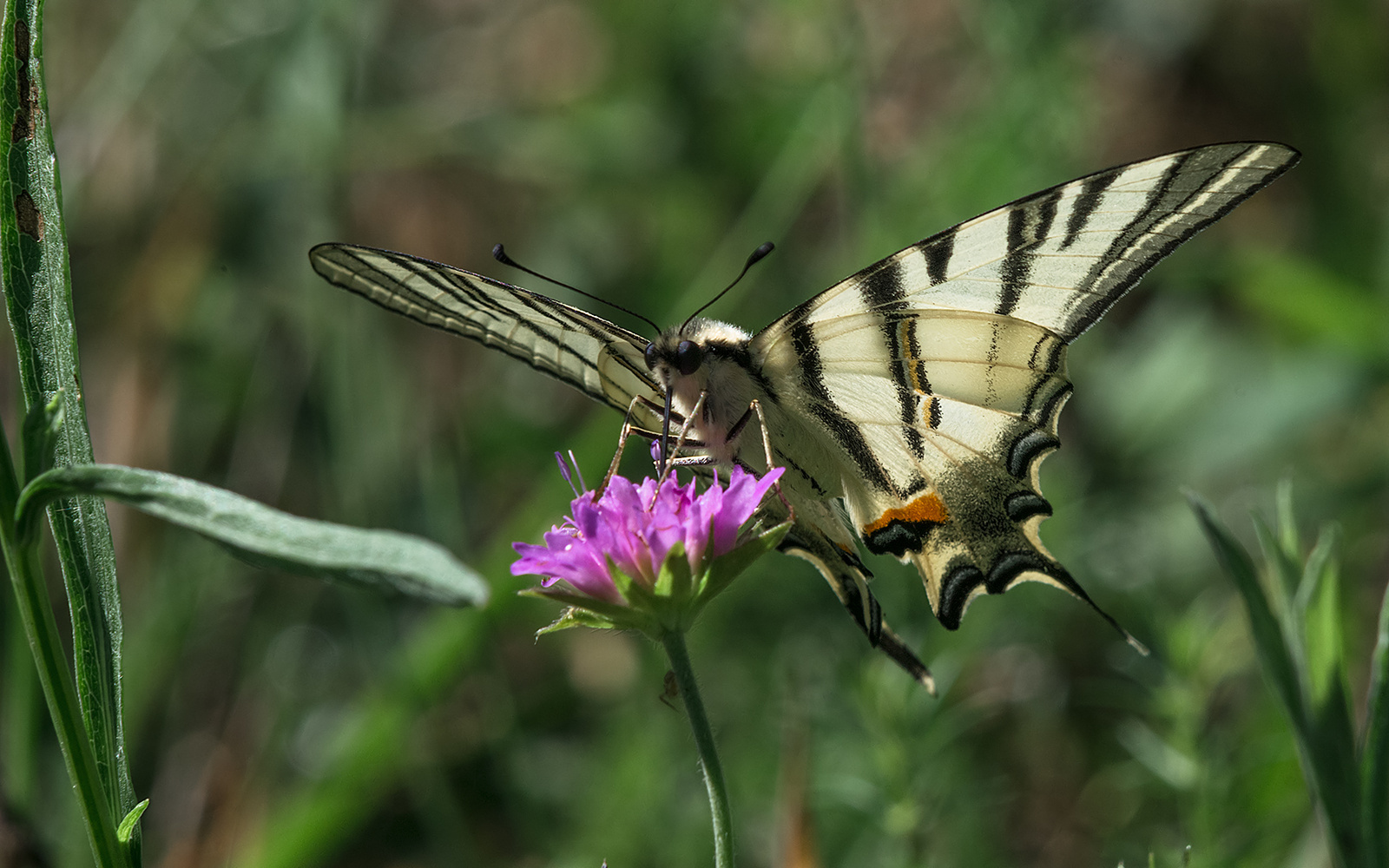 Kardfarkú pillangó(Iphiclides podalirius)