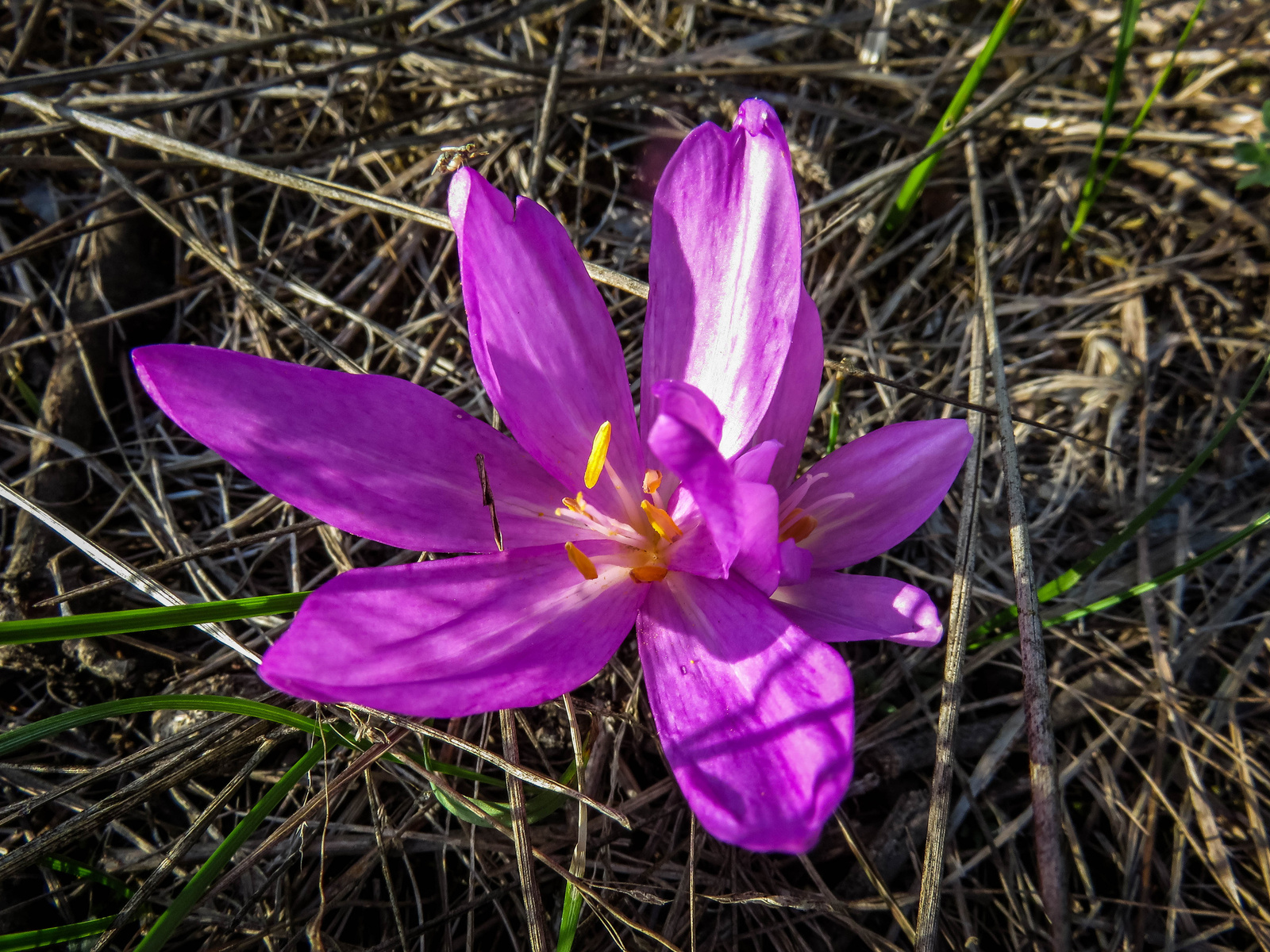 Colchicum