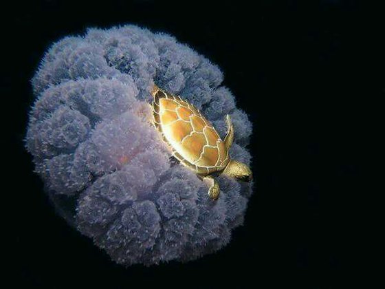 Egy teknős meglovagol egy medúzát