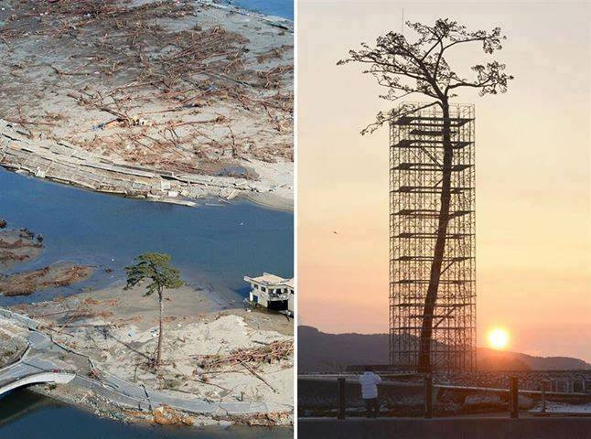 Az egyetlen fa 70 ezer közül, ami túl élte a Japán cunamit.