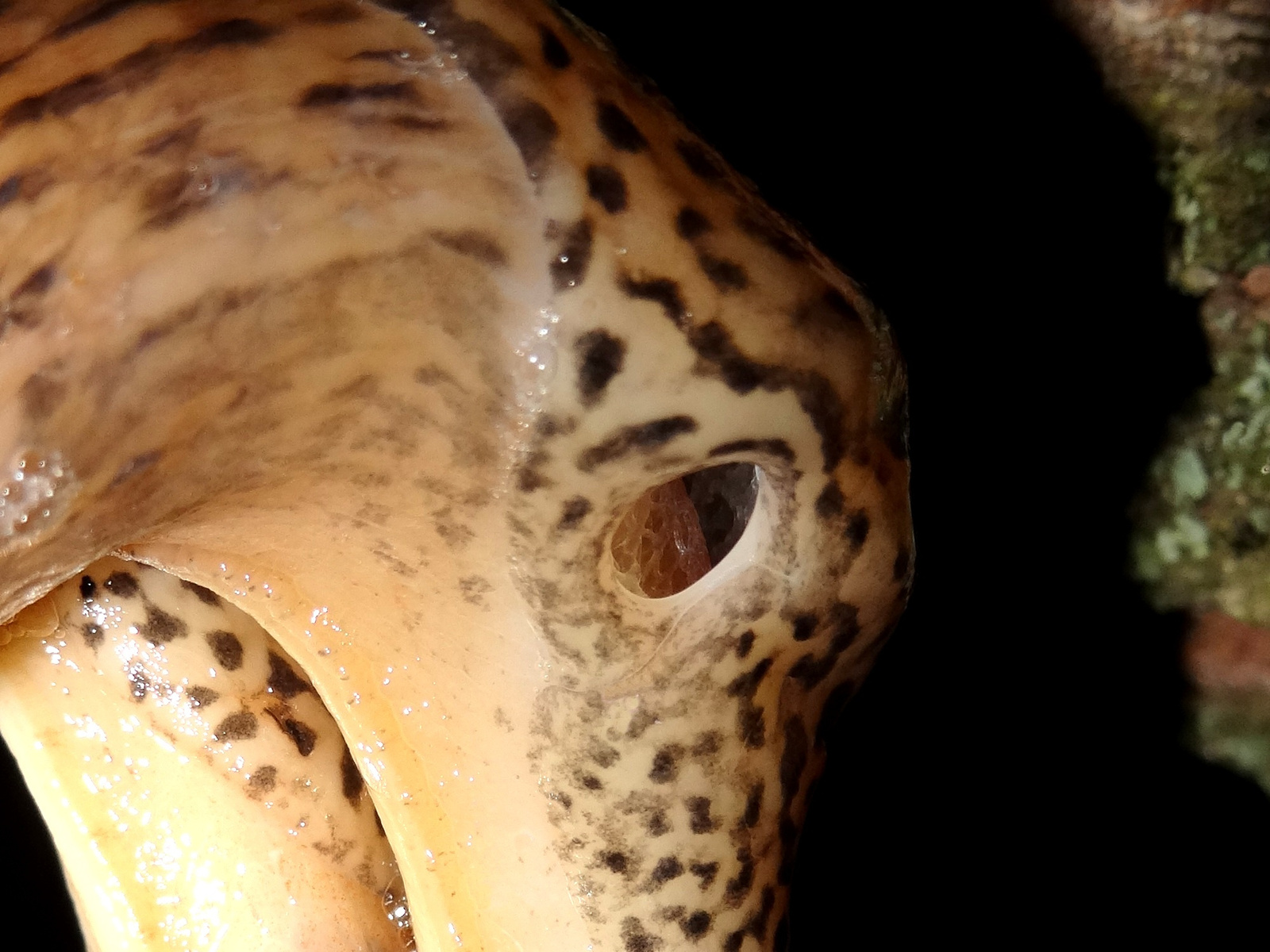 Nagy meztelencsiga (Limax maximus)