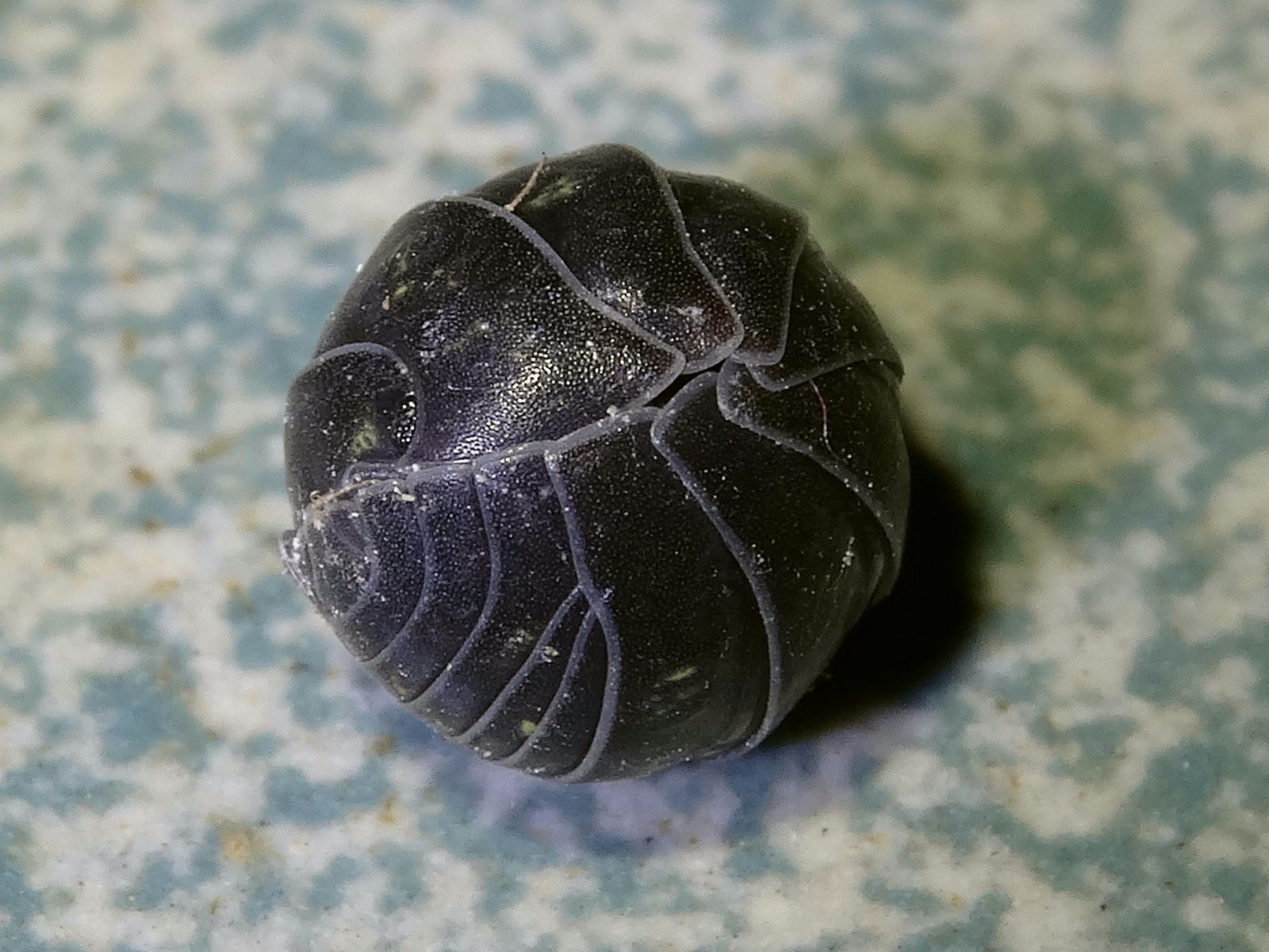 Közönséges gömbászka (Armadillidium vulgare)