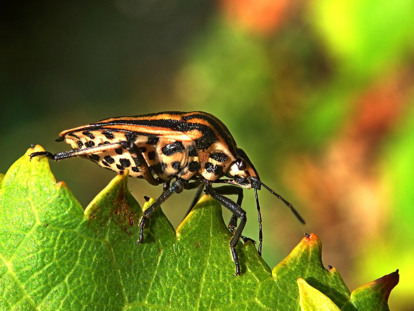 Csíkos pajzsospoloska (Graphosoma lineatum)