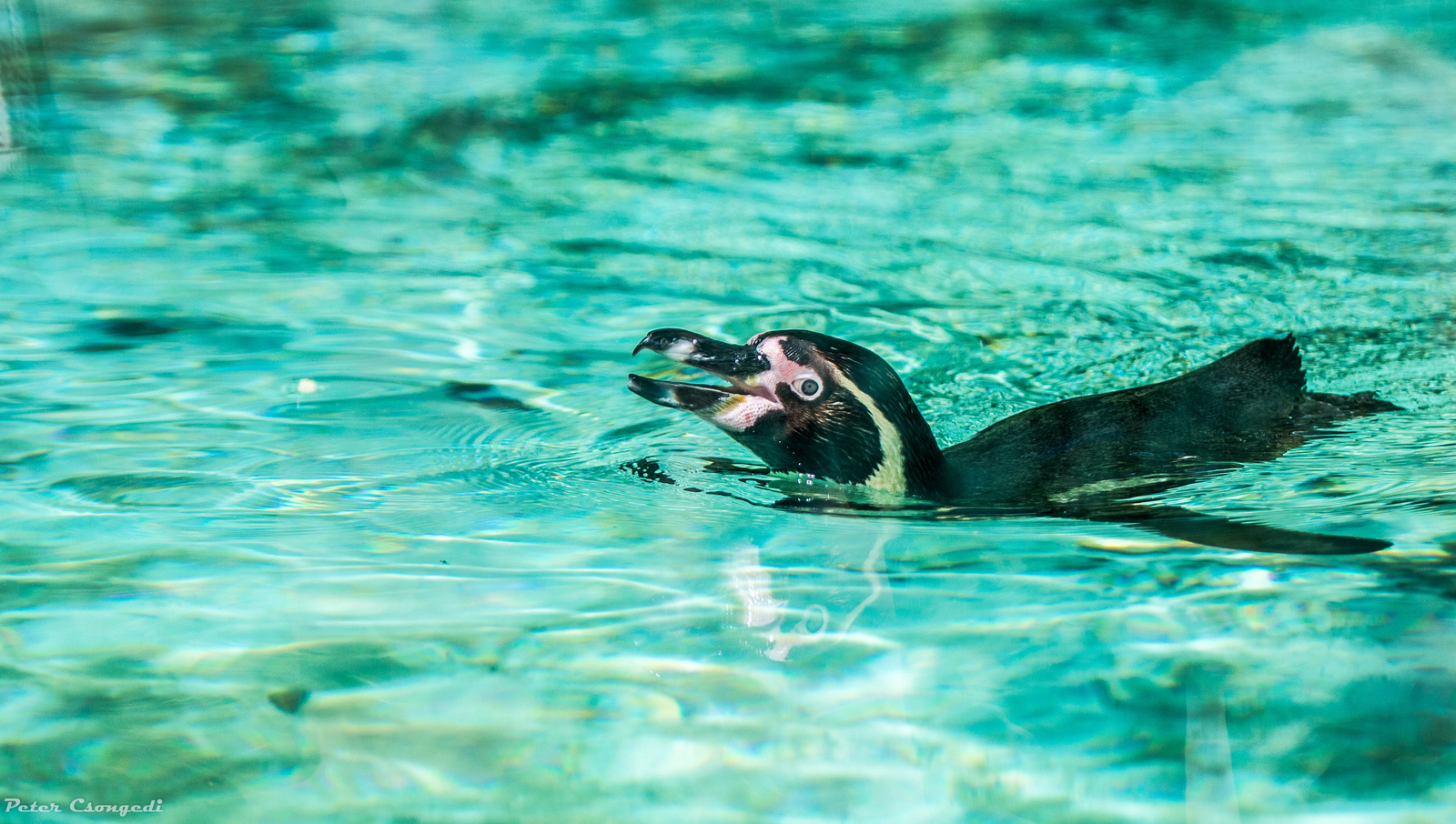 boldog pingvin