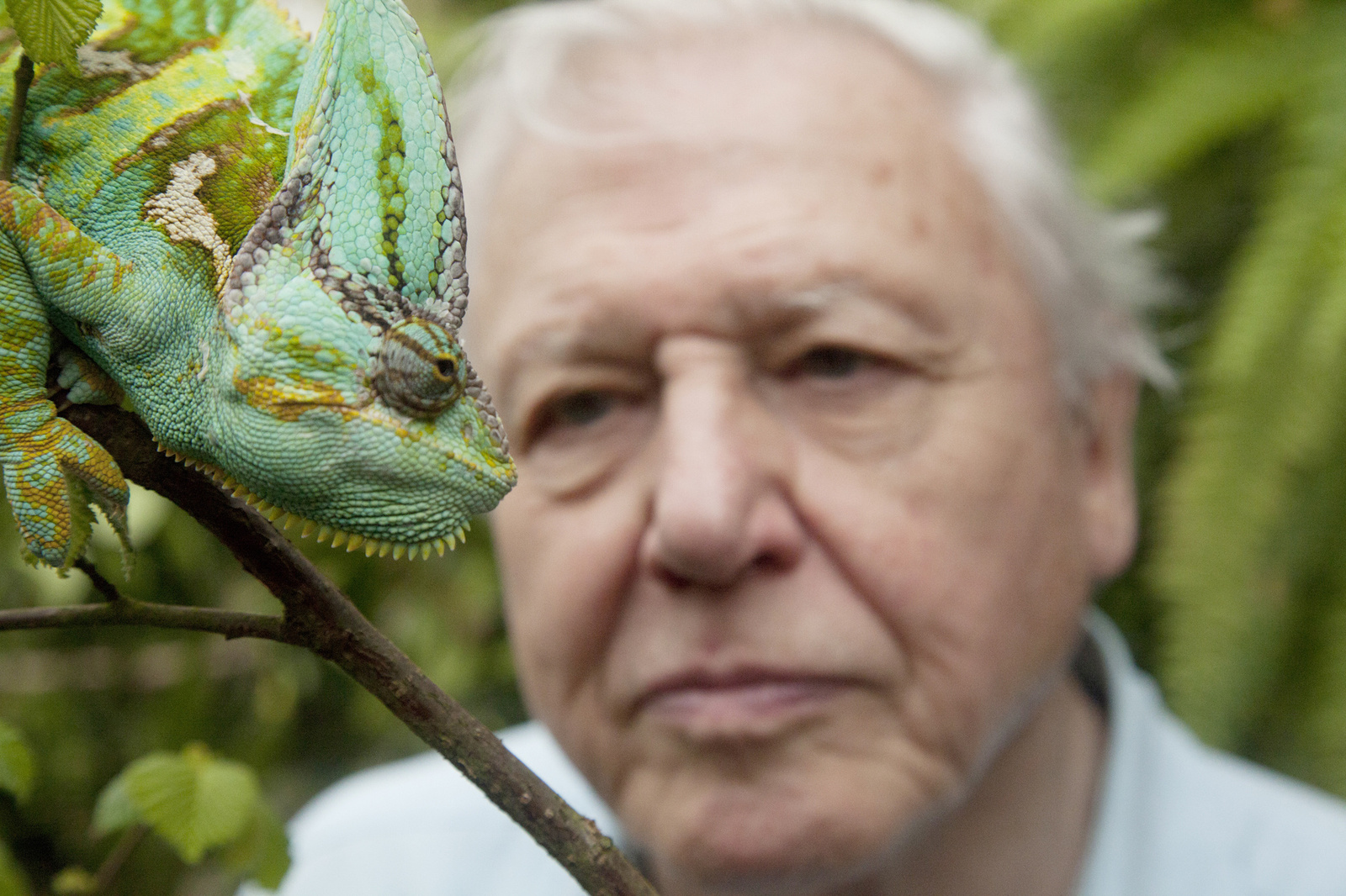 David Attenborough’s Natural Curiosities