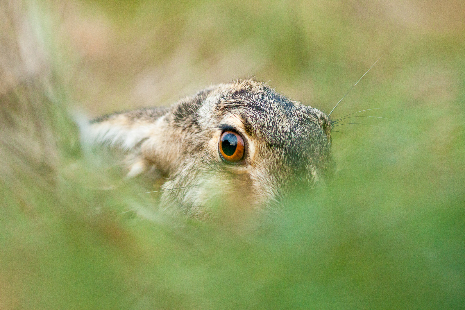 Mezei nyúl (Lepus europaeus)