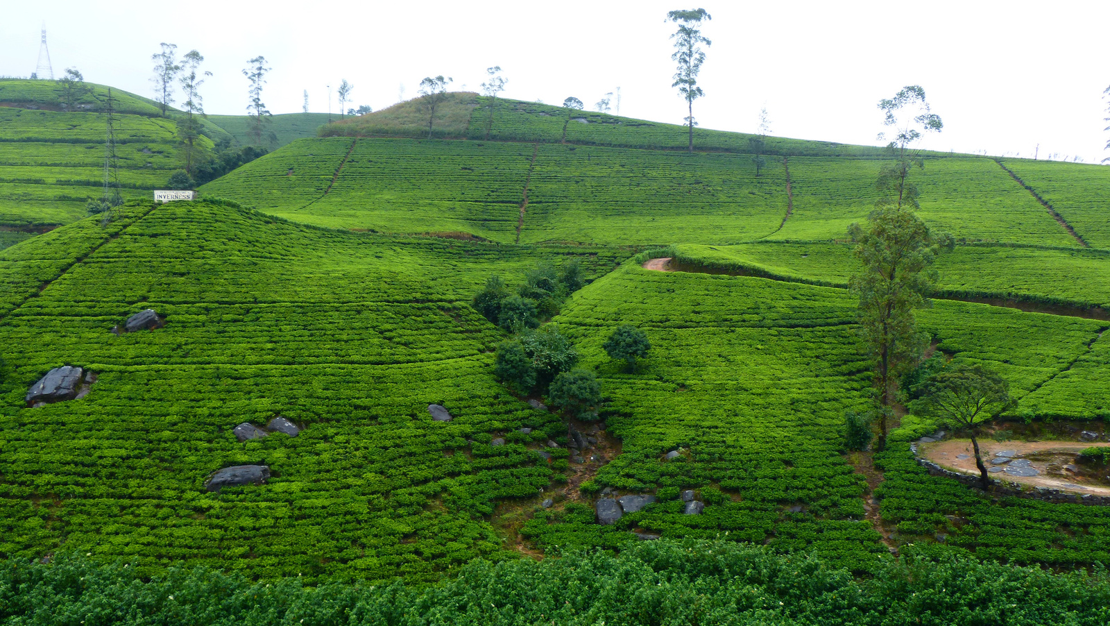 Tea (Sri Lanka)