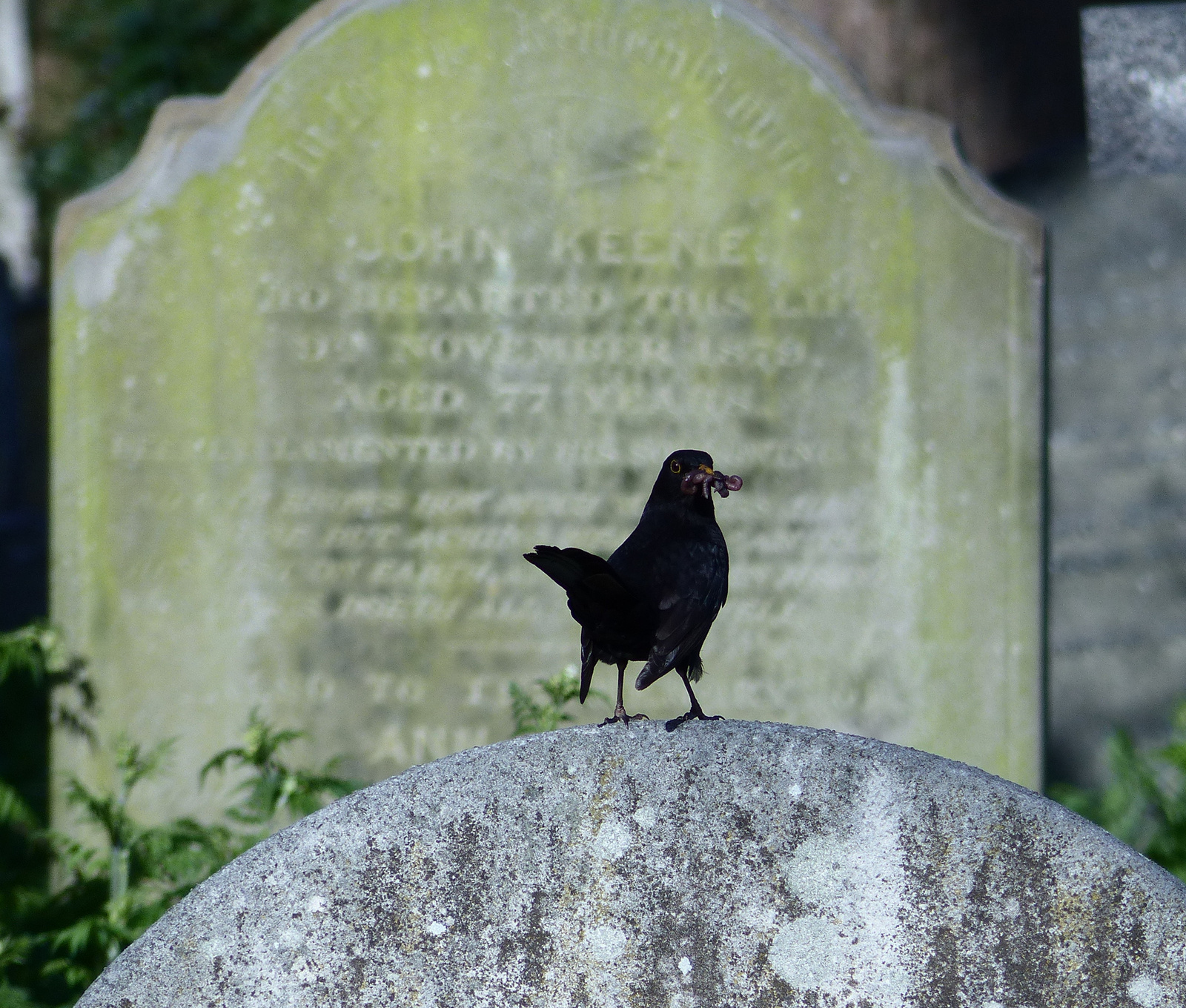 Élet és halál a Brompton temetőben