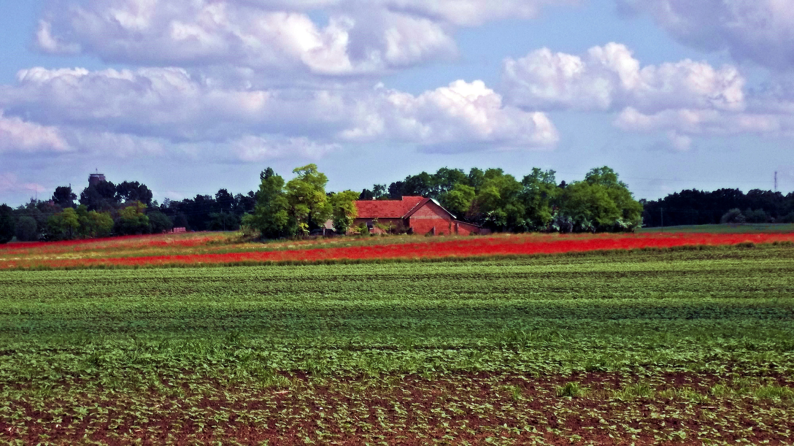 Pipacs szőnyeg