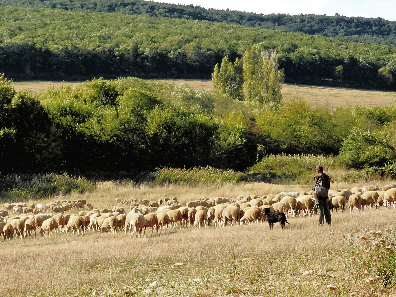 A juhok és a legelő