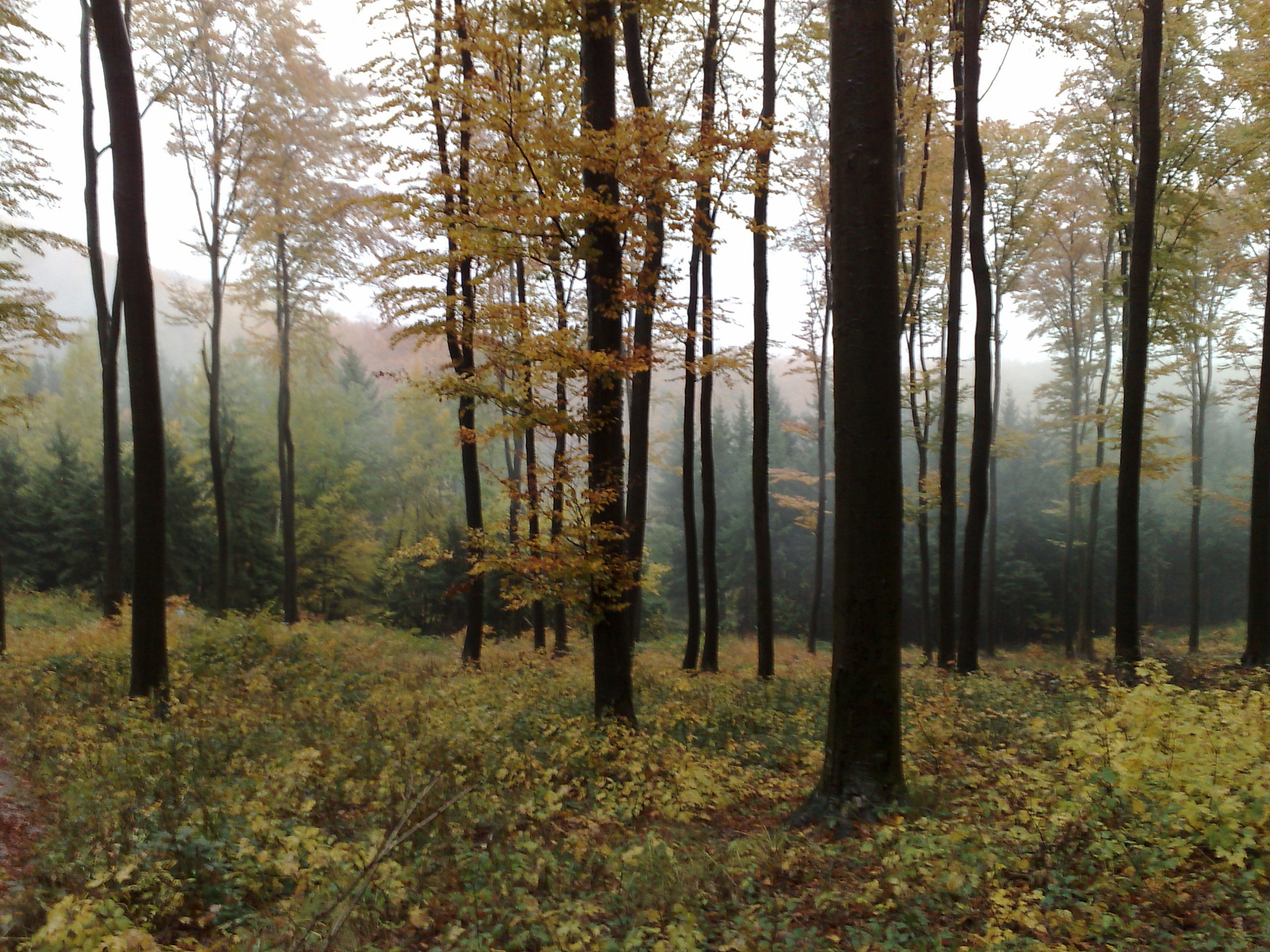Őszi ködös erdő