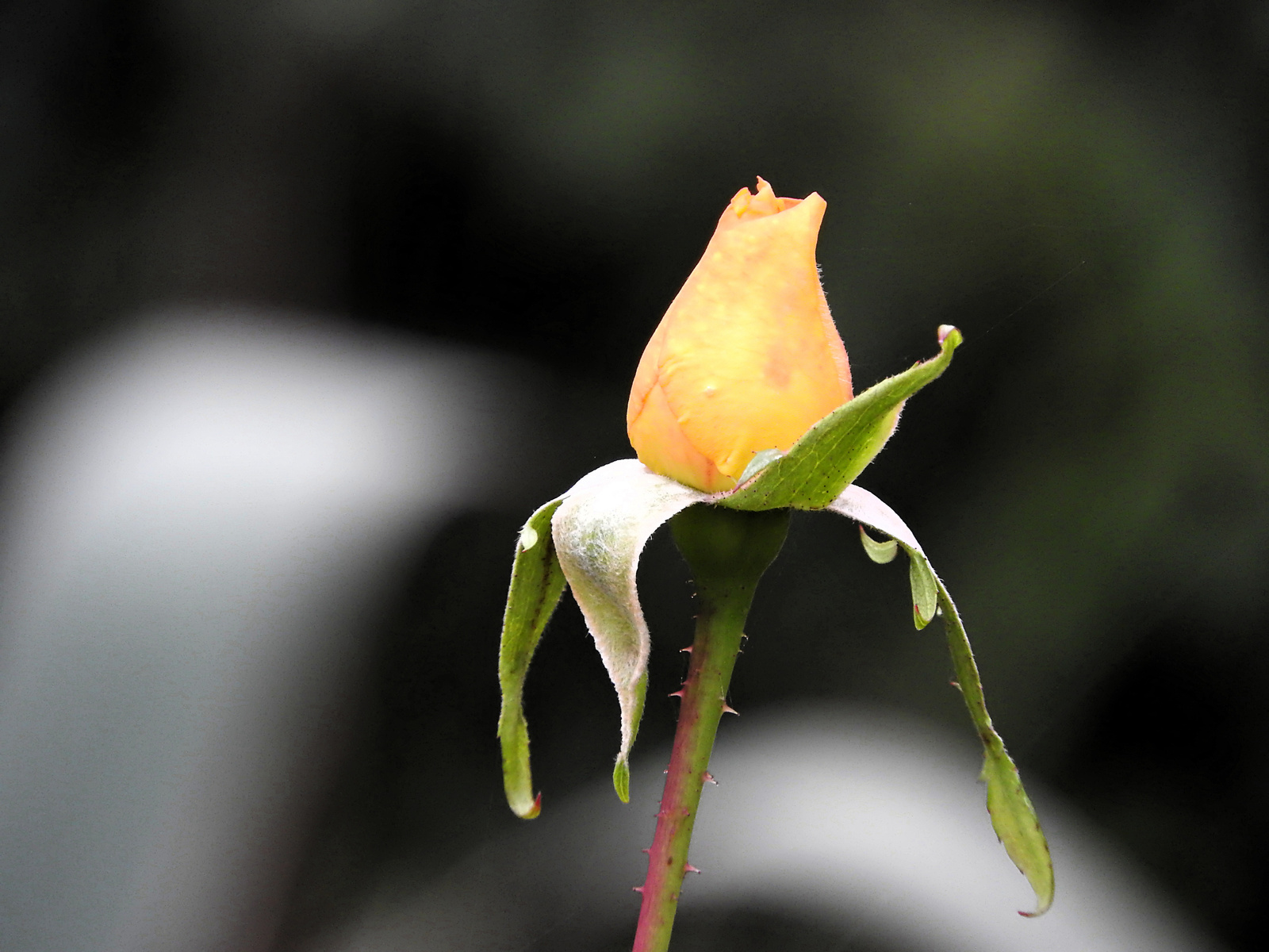 Sárga rózsa októberben