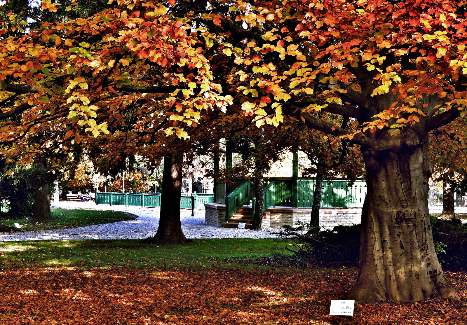 Erzsébet kert Sopron ősz