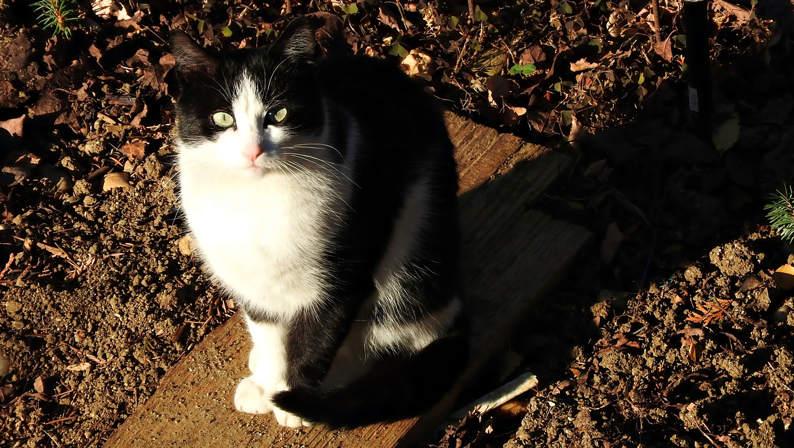 Macska és árnyéka a téli napsütésben