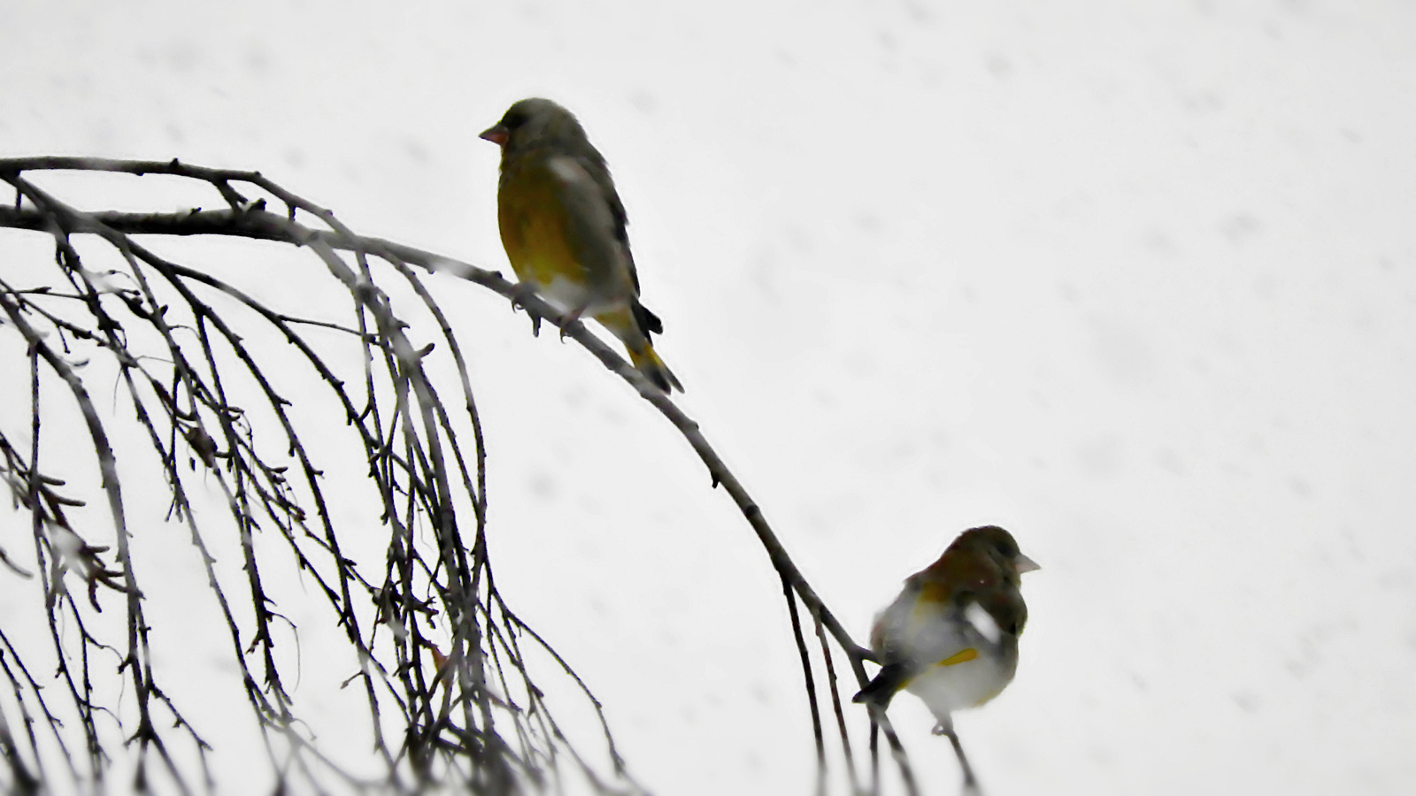 Szakadó hóesés és a madarak
