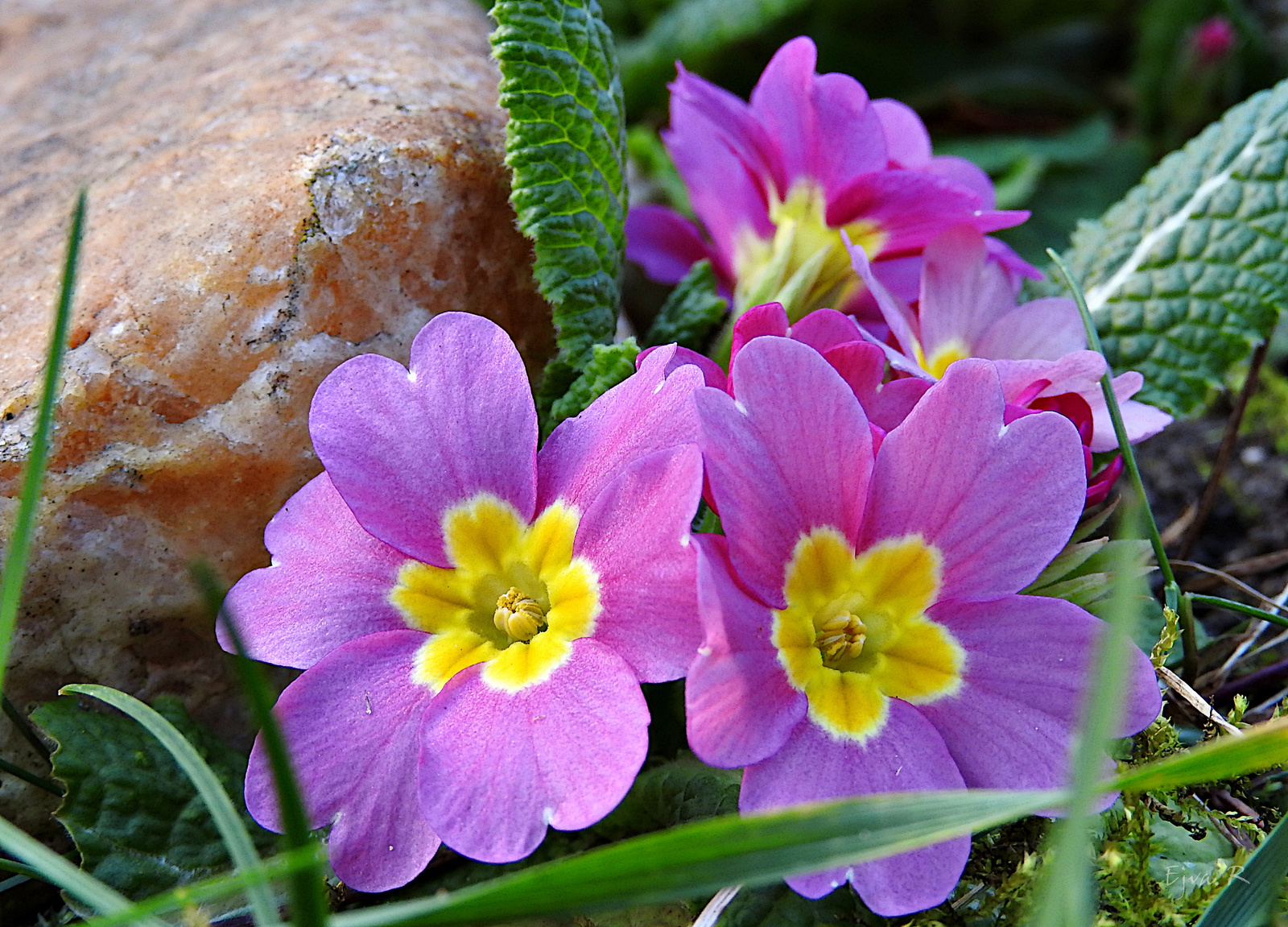 A kankalin (Primula) egy kis napfényben