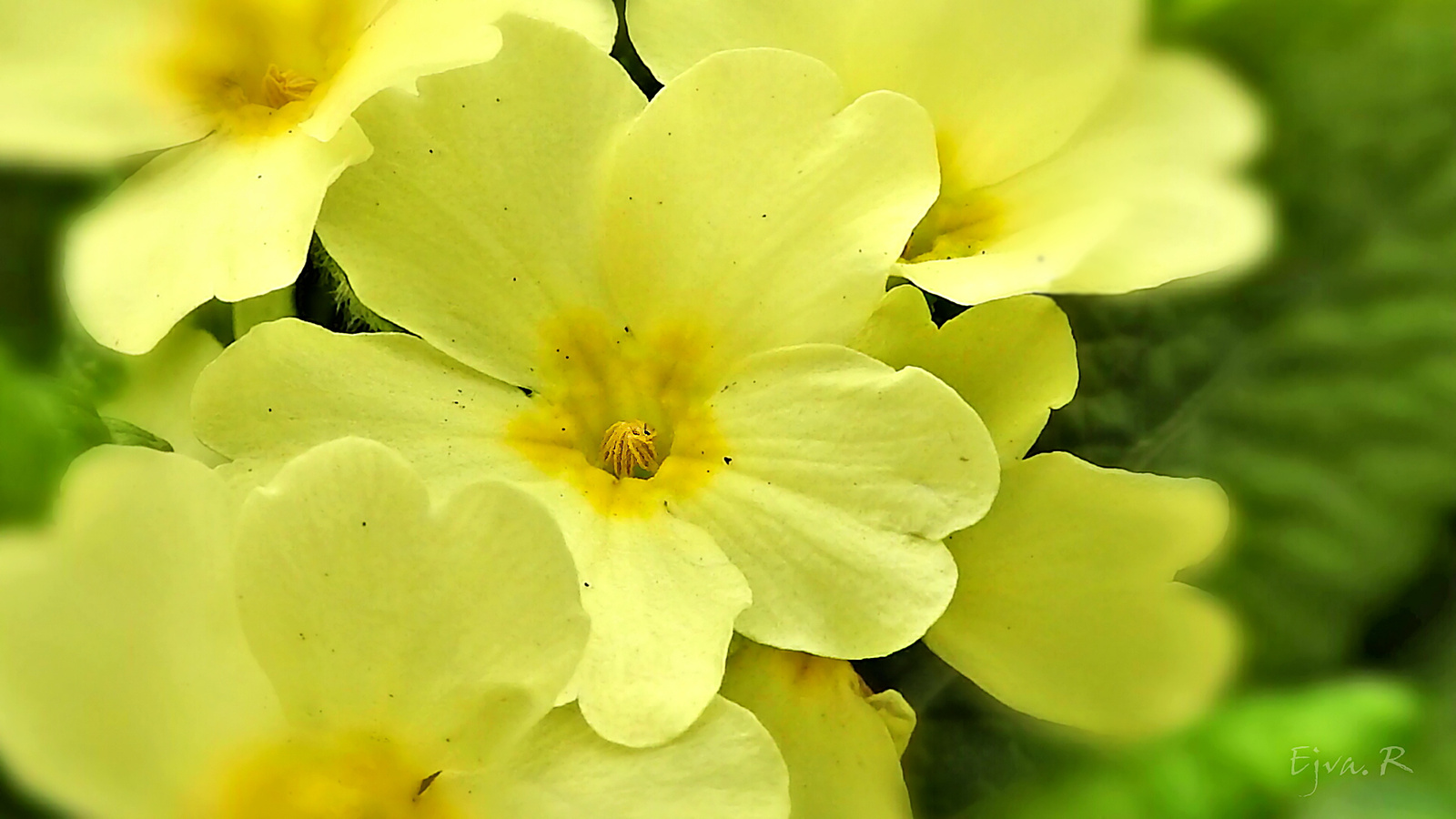 A vad kankalin (Primula)