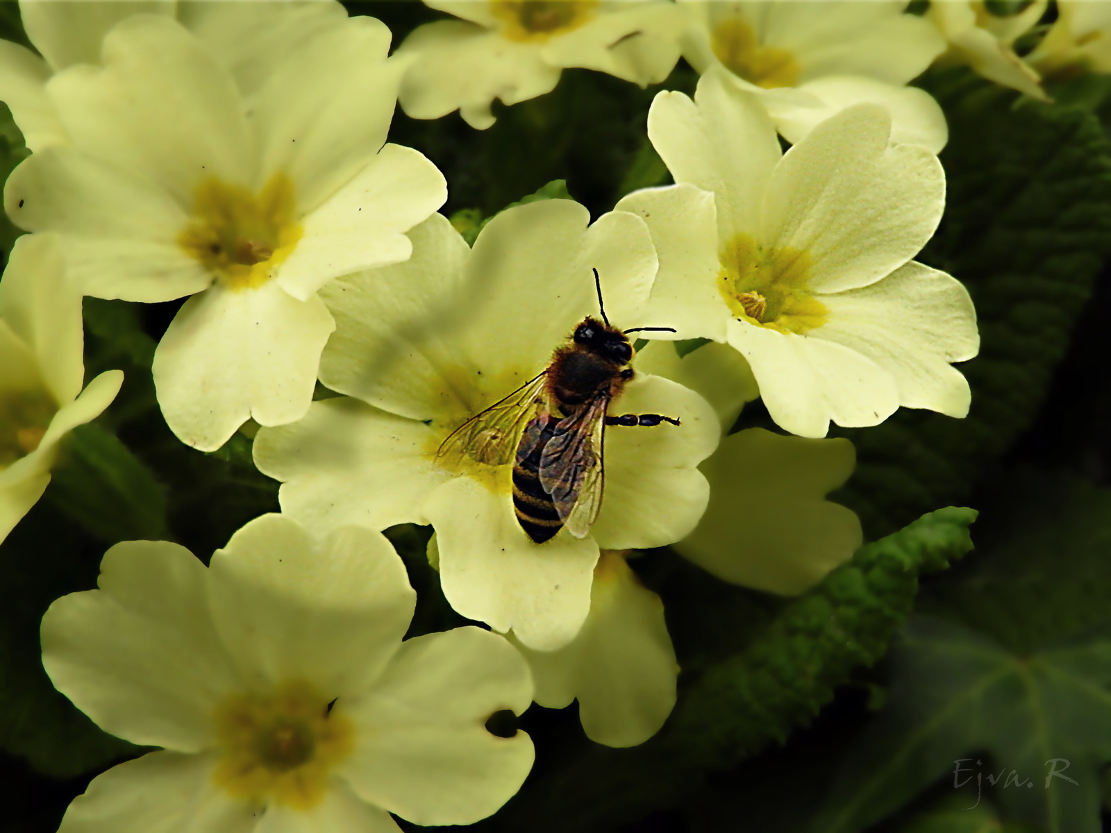 Méhecske Virág Sárga Primrose primula