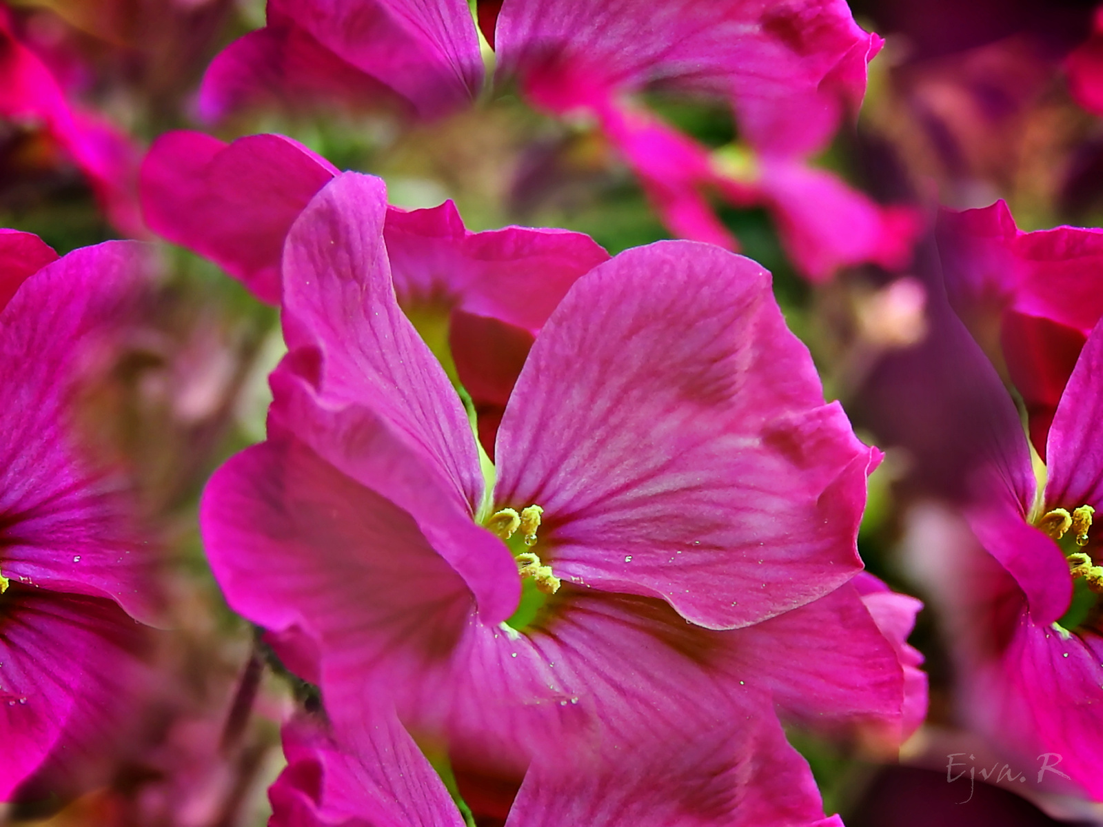 Árlevelű lángvirágok (Phlox subulata)