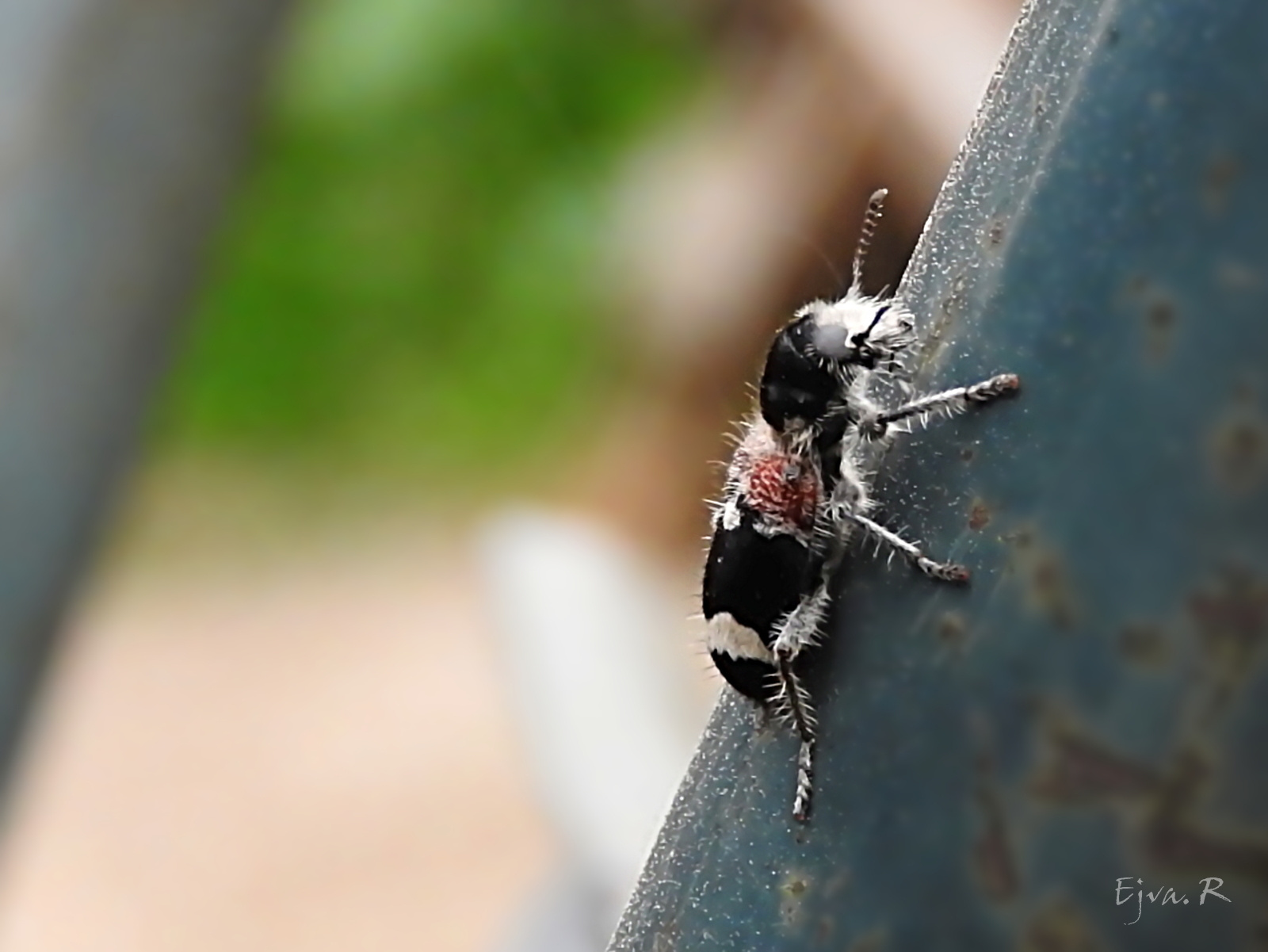 Feketenyakú szúfarkas (Pseudoclerops mutillarius)