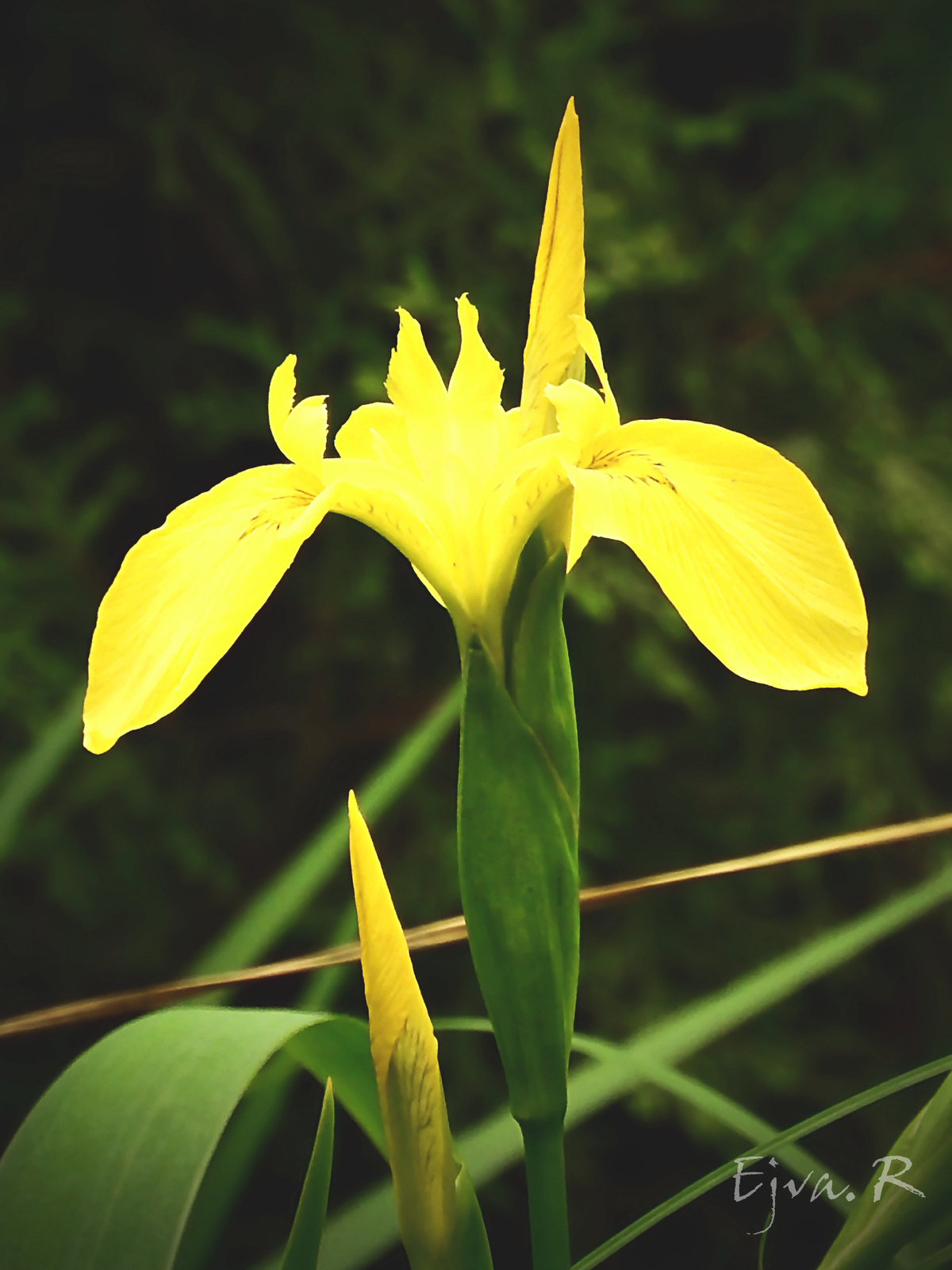 Mocsári nőszirom (Iris pseudacorus)