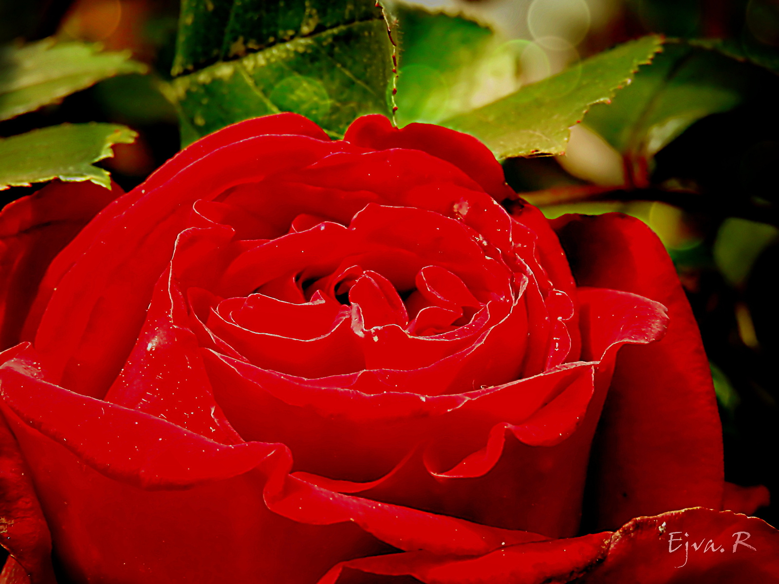 Széltől tépázott piros rózsa