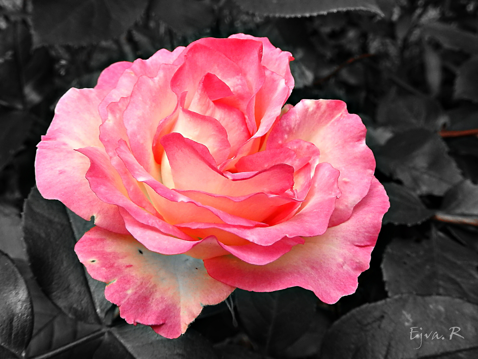 A rózsa (Rosa