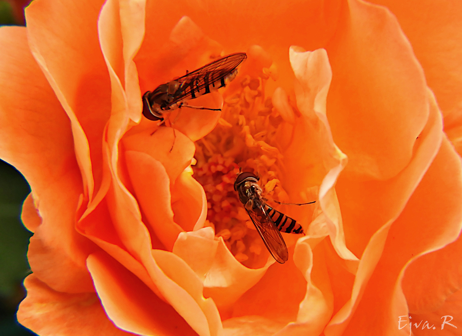 Zengőlegyek (Syrphidae) és a rózsa