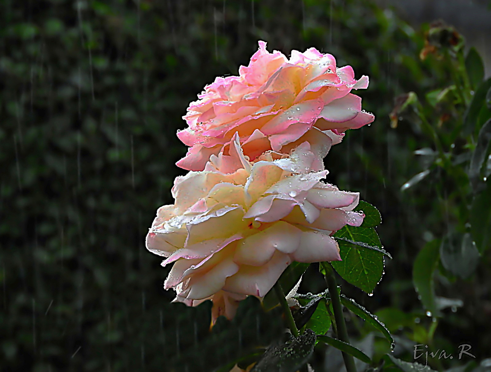 Rózsák nyári esőben