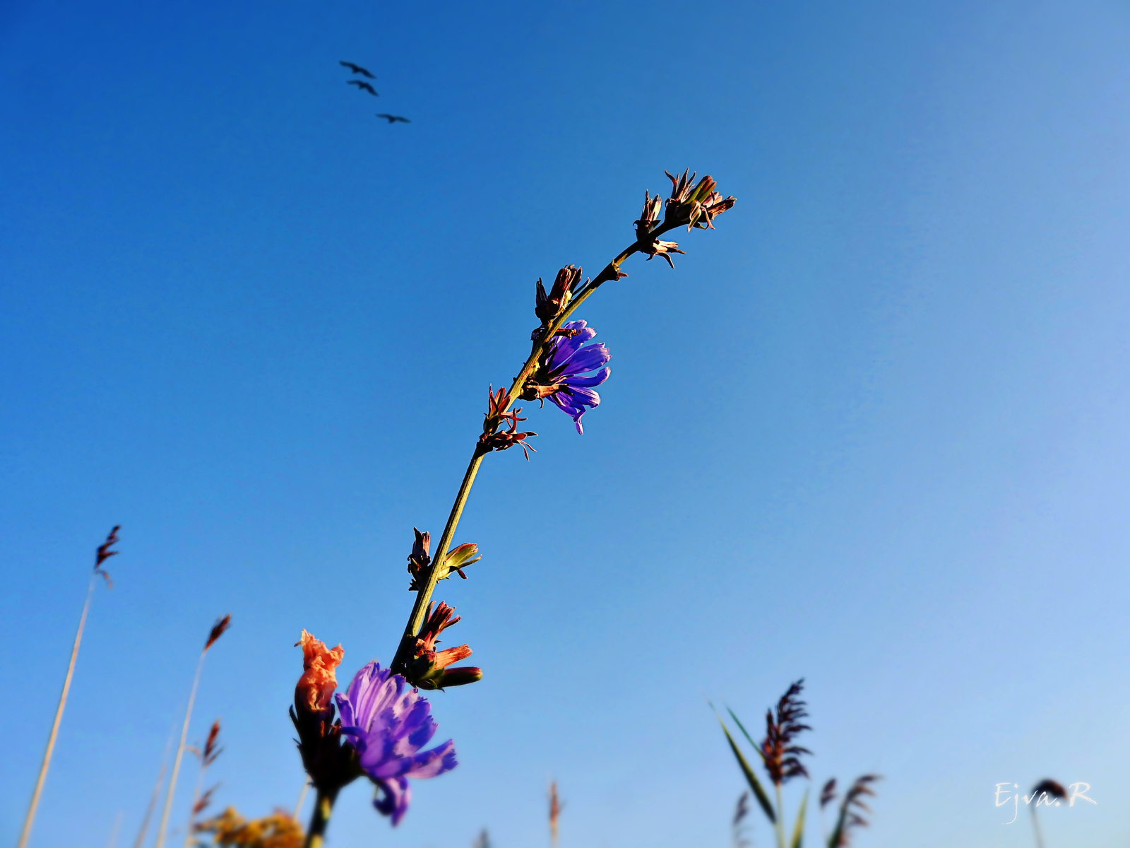 Mező Virág Reggel Mezei katáng (Cicorium intybus)