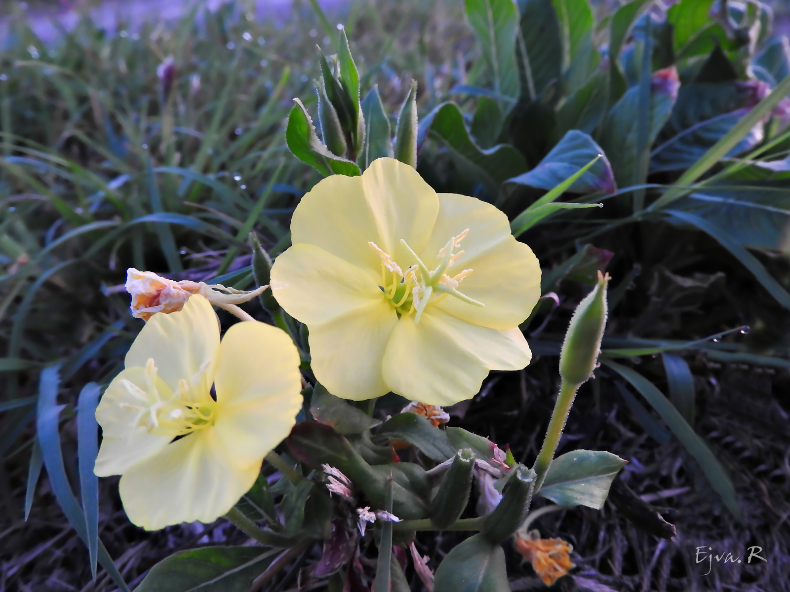 Virágok Rét Hajnal / A parlagi ligetszépe (Oenothera biennis)