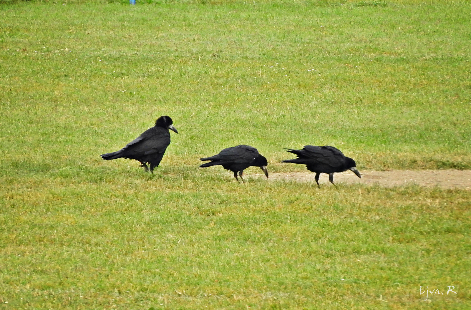 Reggeliző vetési varjak (Corvus frugilegus)